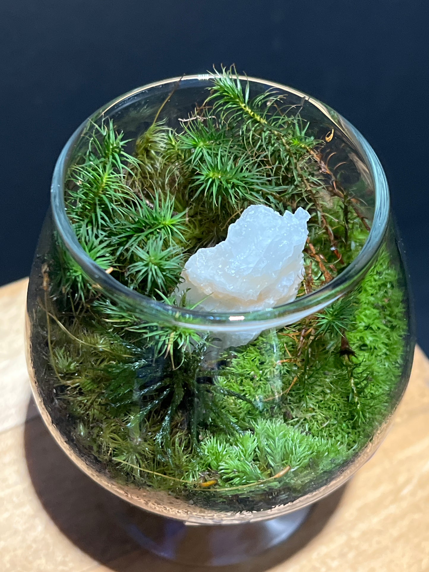 Terrarium #107