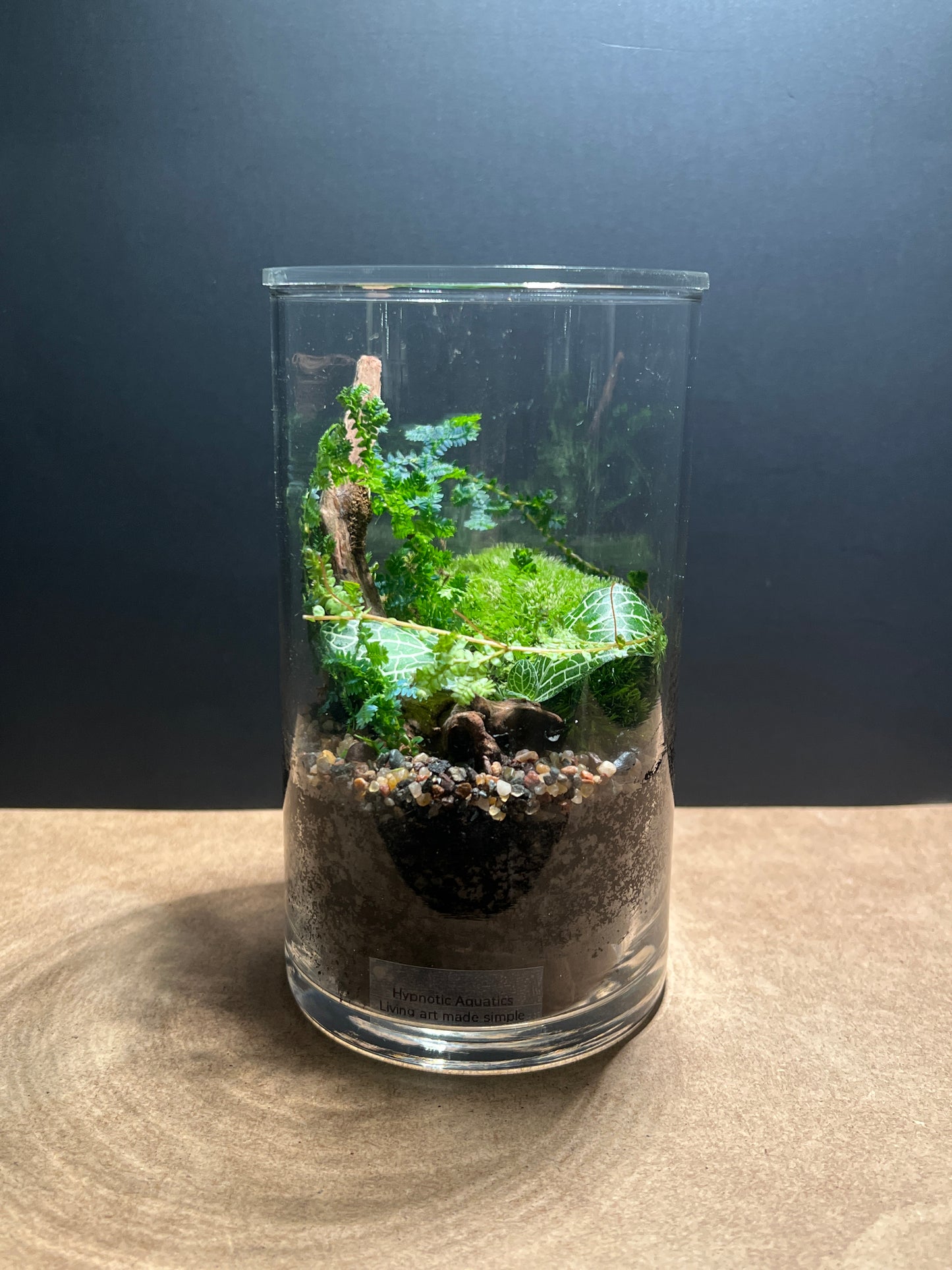 Terrarium 469