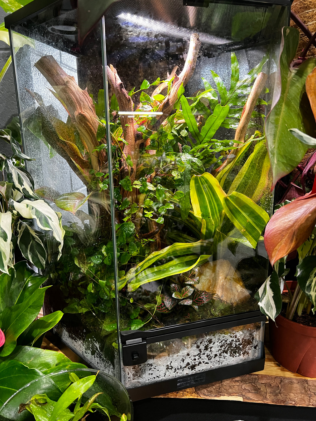 Terrarium Habitat Hex