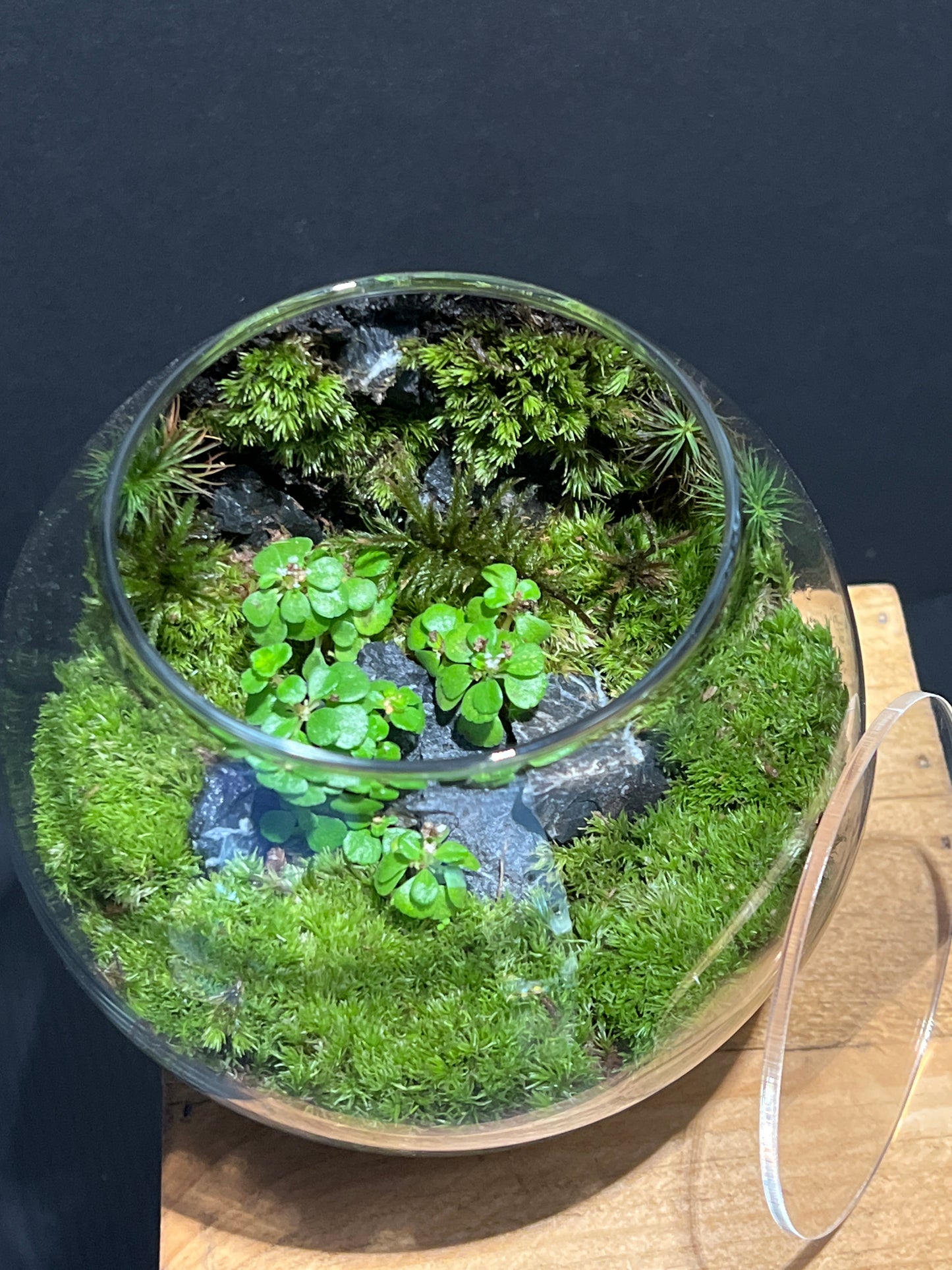 Terrarium #153
