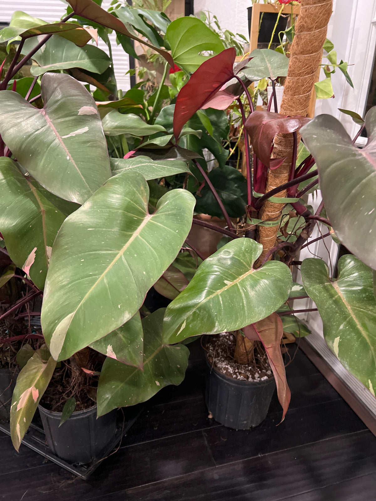 Live Plants: Philodendron Pink Princess 8” Totem 4ft