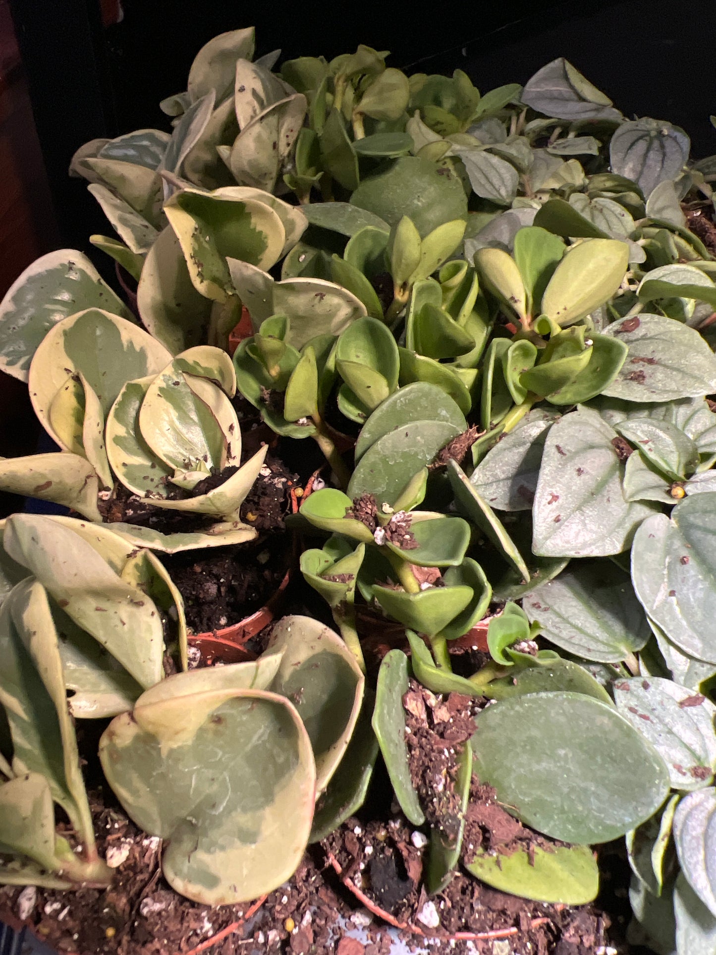 Terrarium Plants: Peperomia Varieties