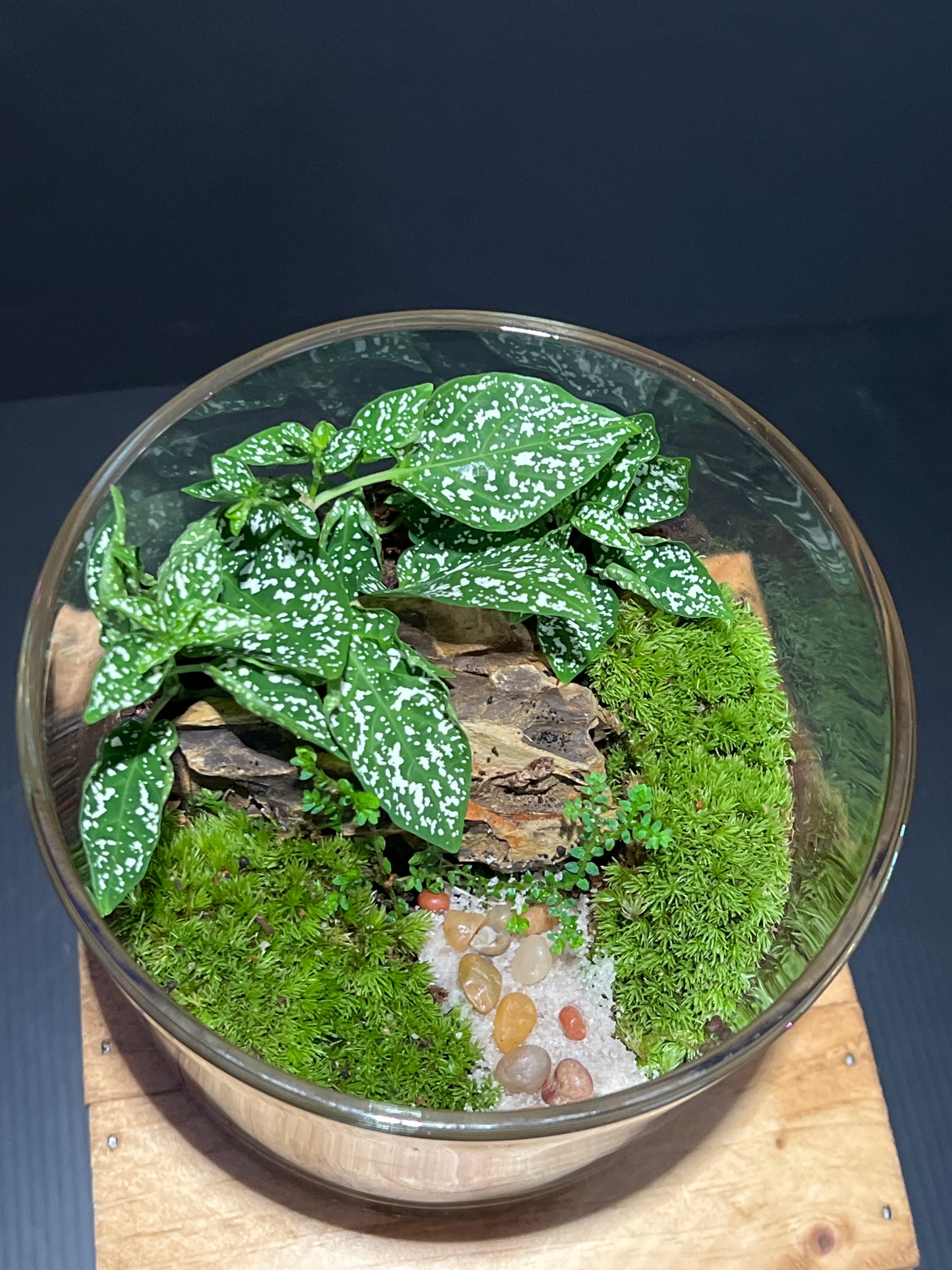 Terrarium #35