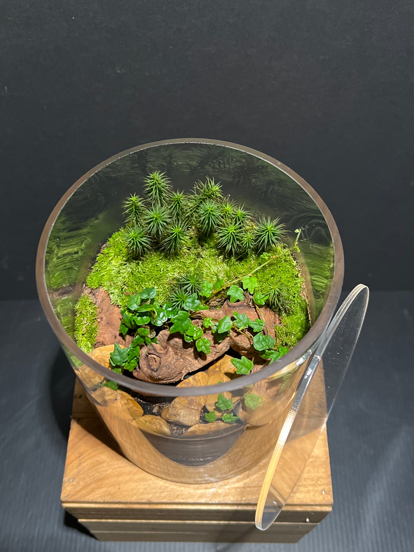 Terrarium 185