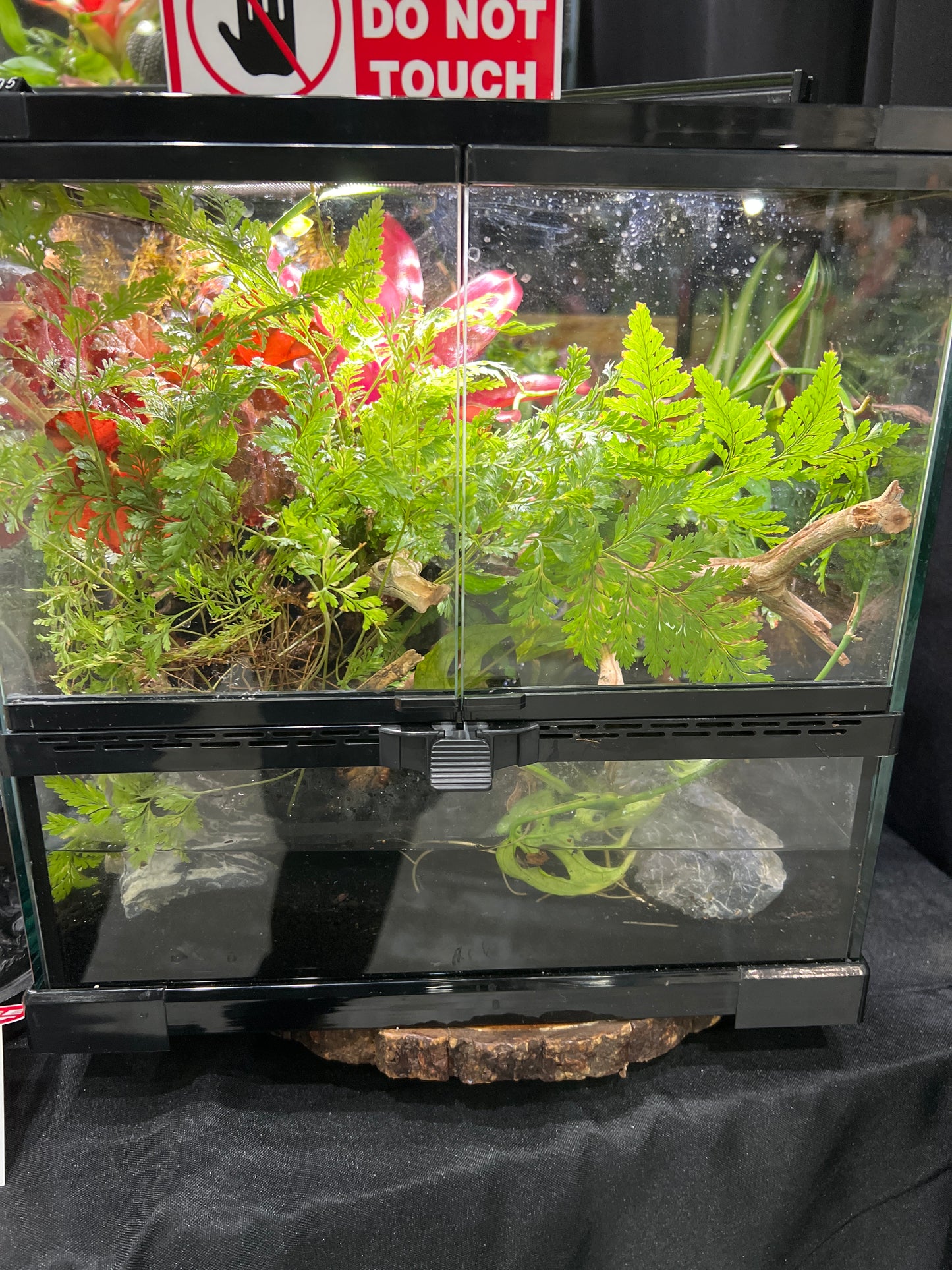 Vivarium 12x12x12