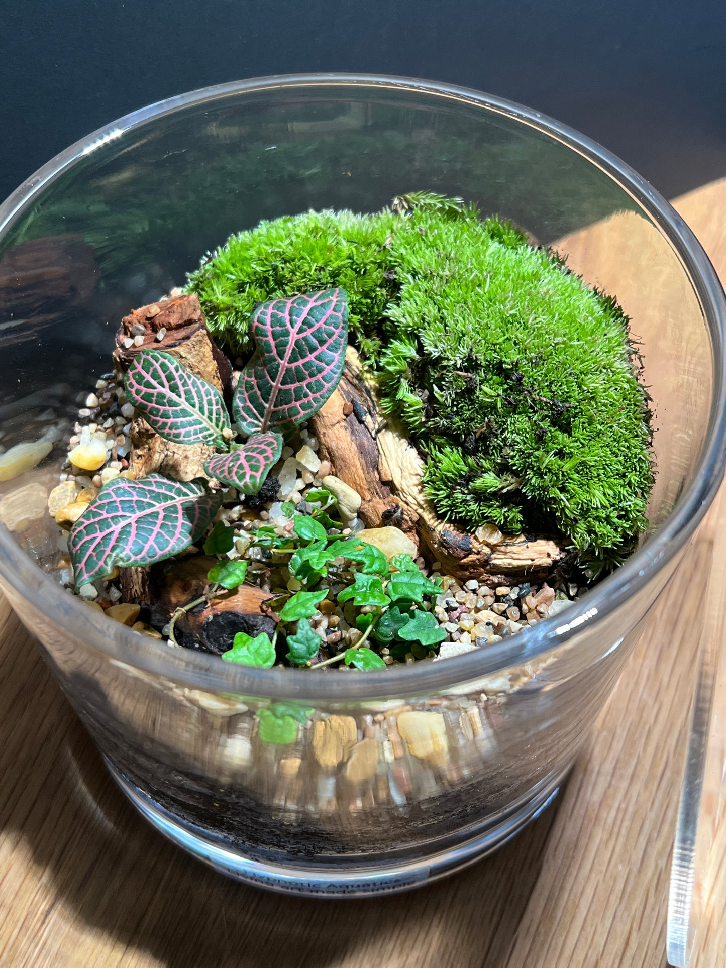 Terrarium 534