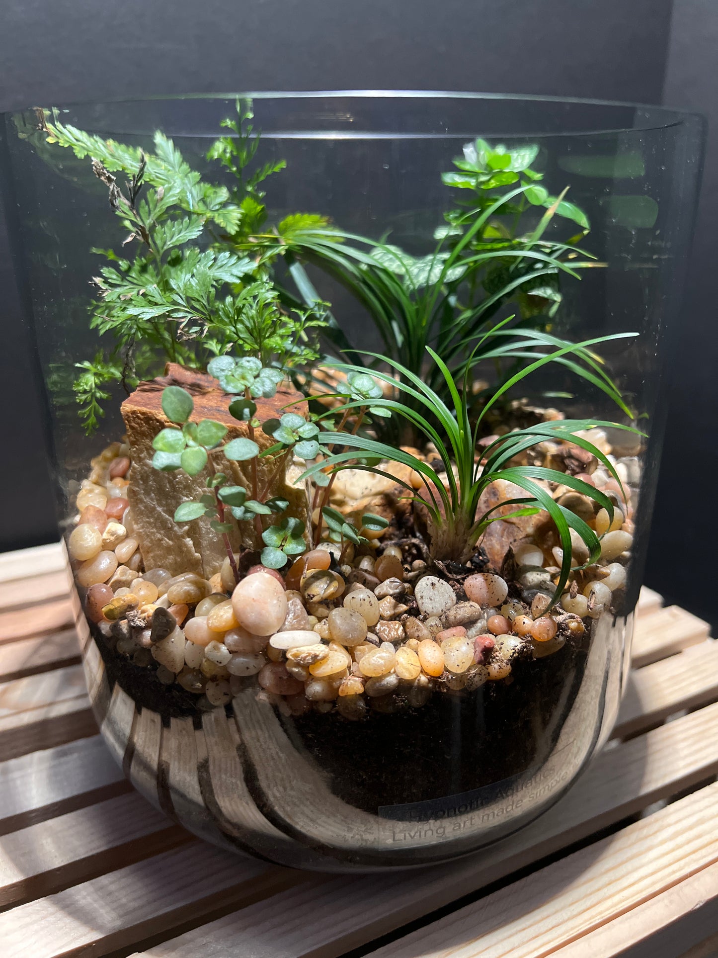 Terrarium #10