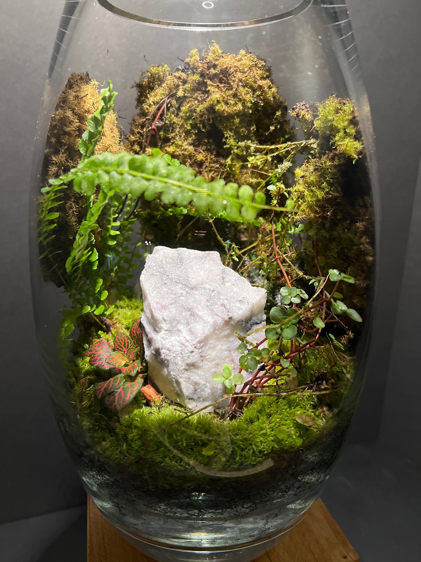 Terrarium #58
