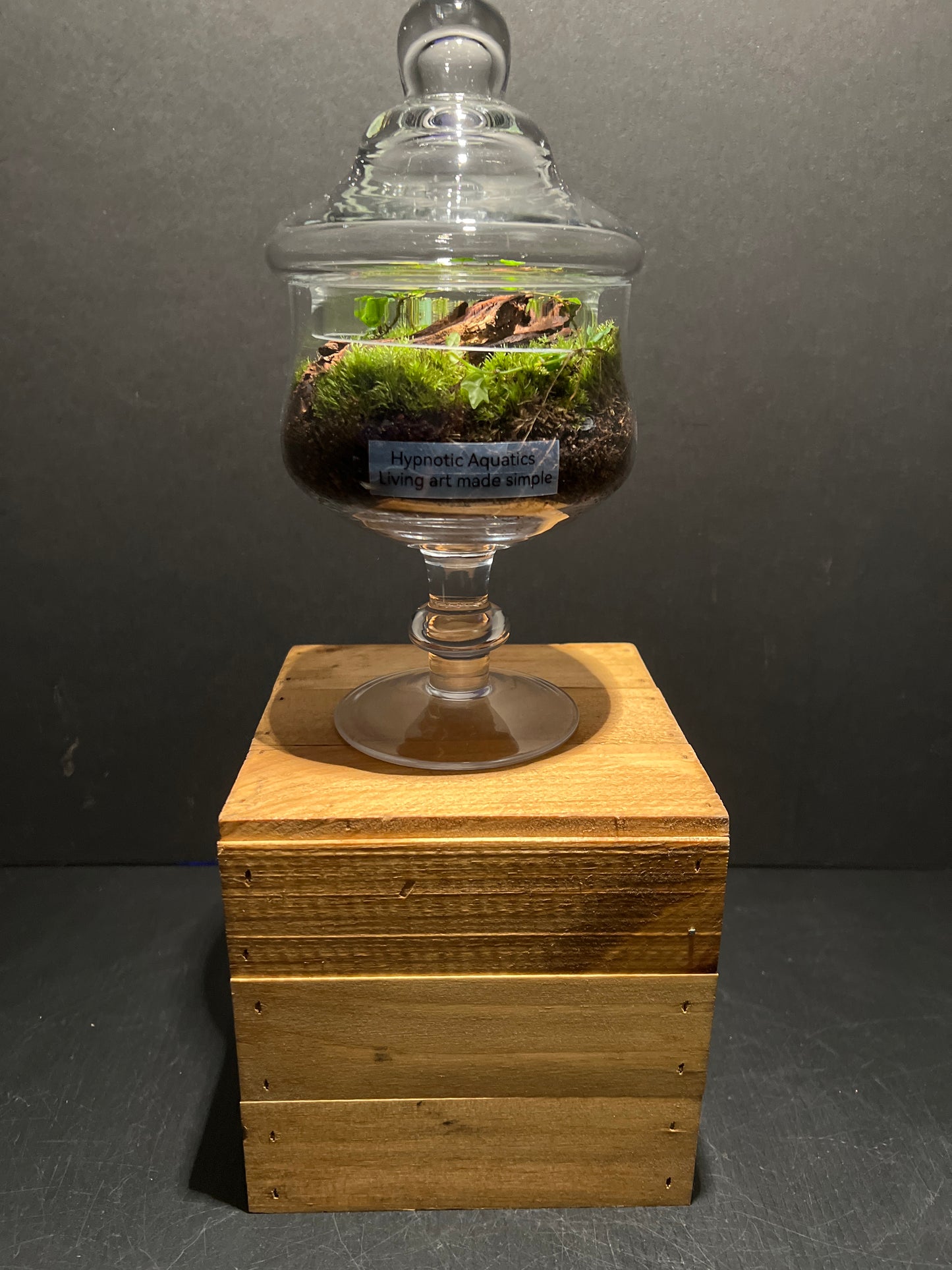 Terrarium #20