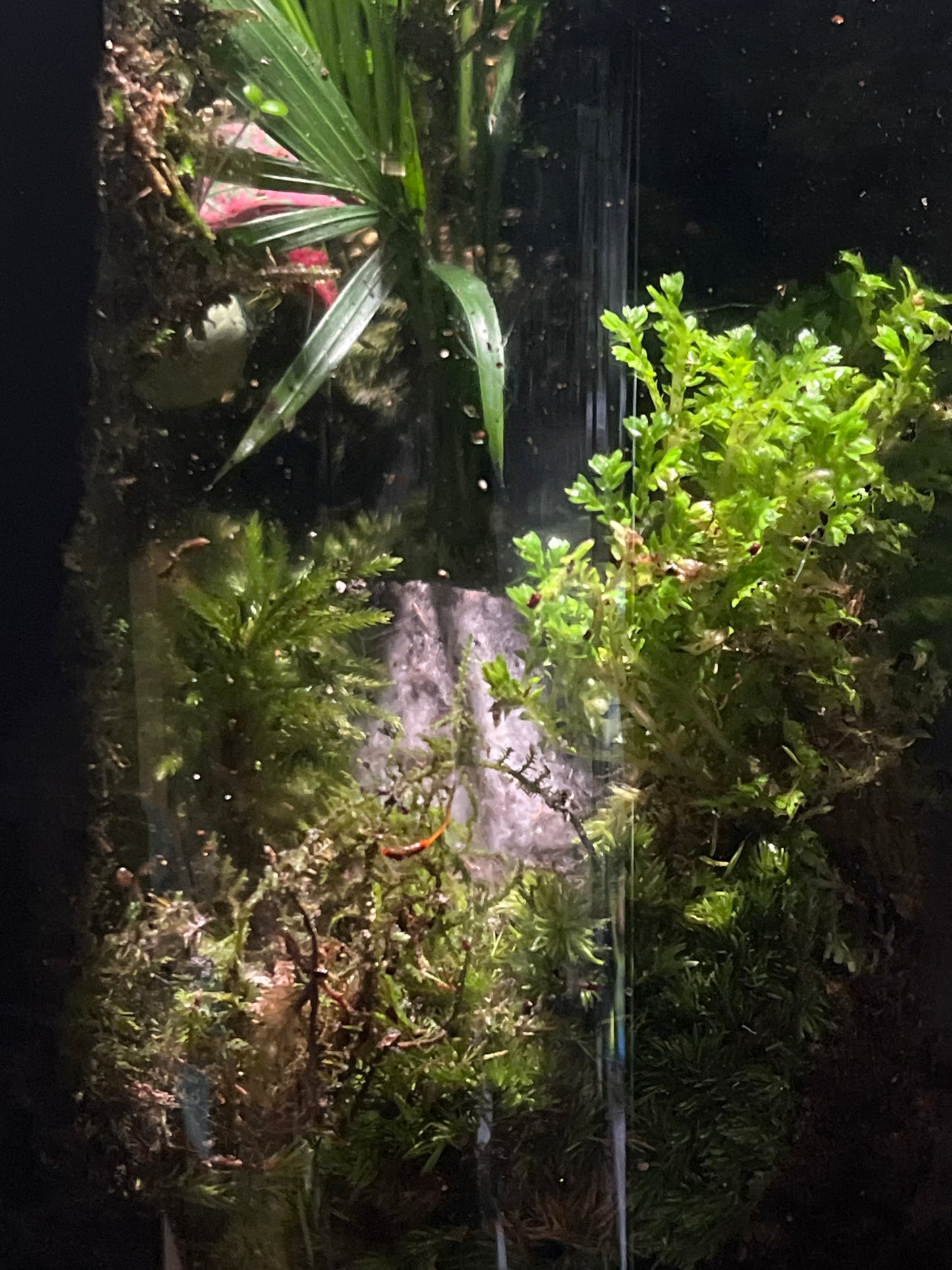 Terrarium #86