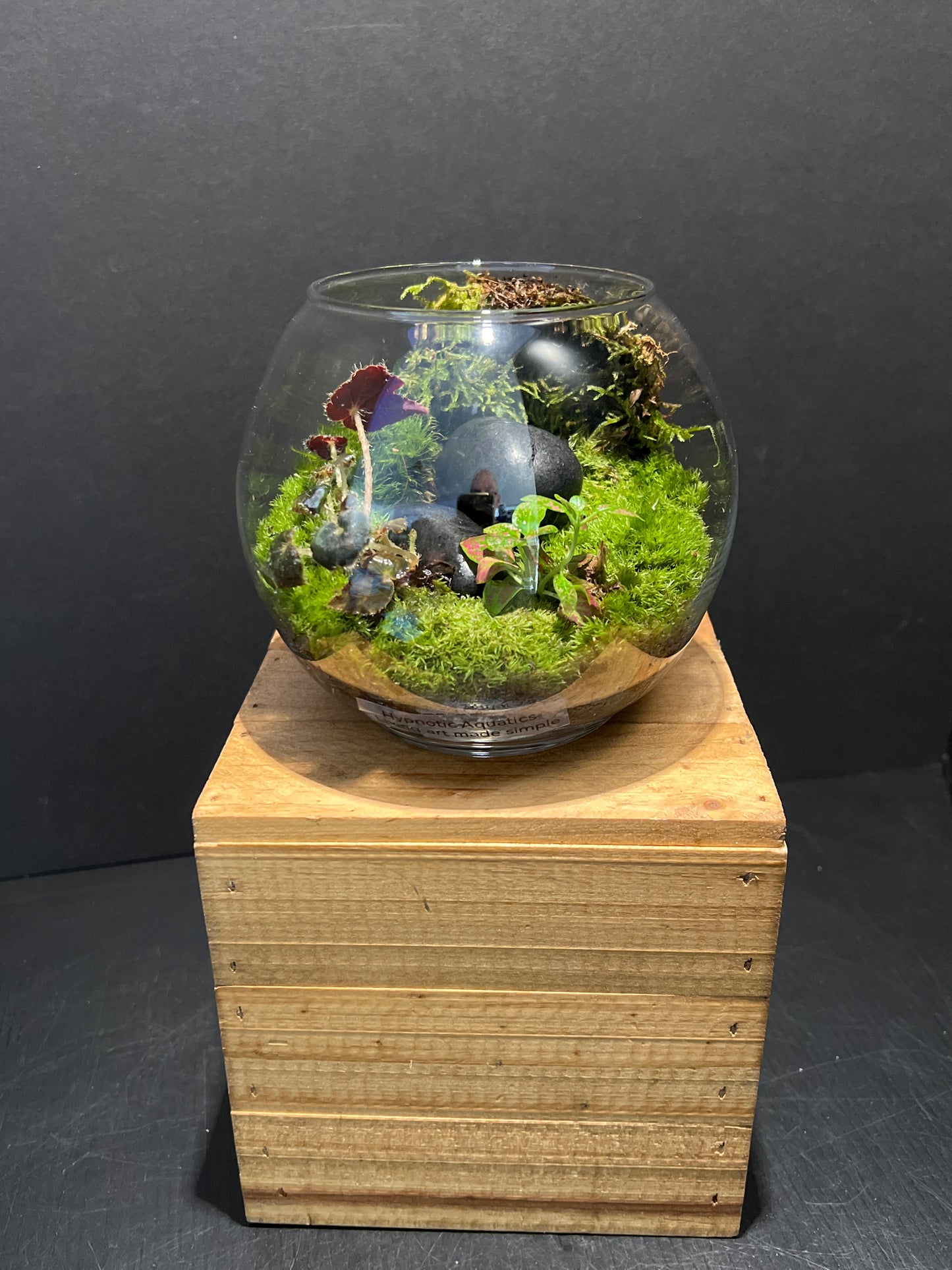 Terrarium 196