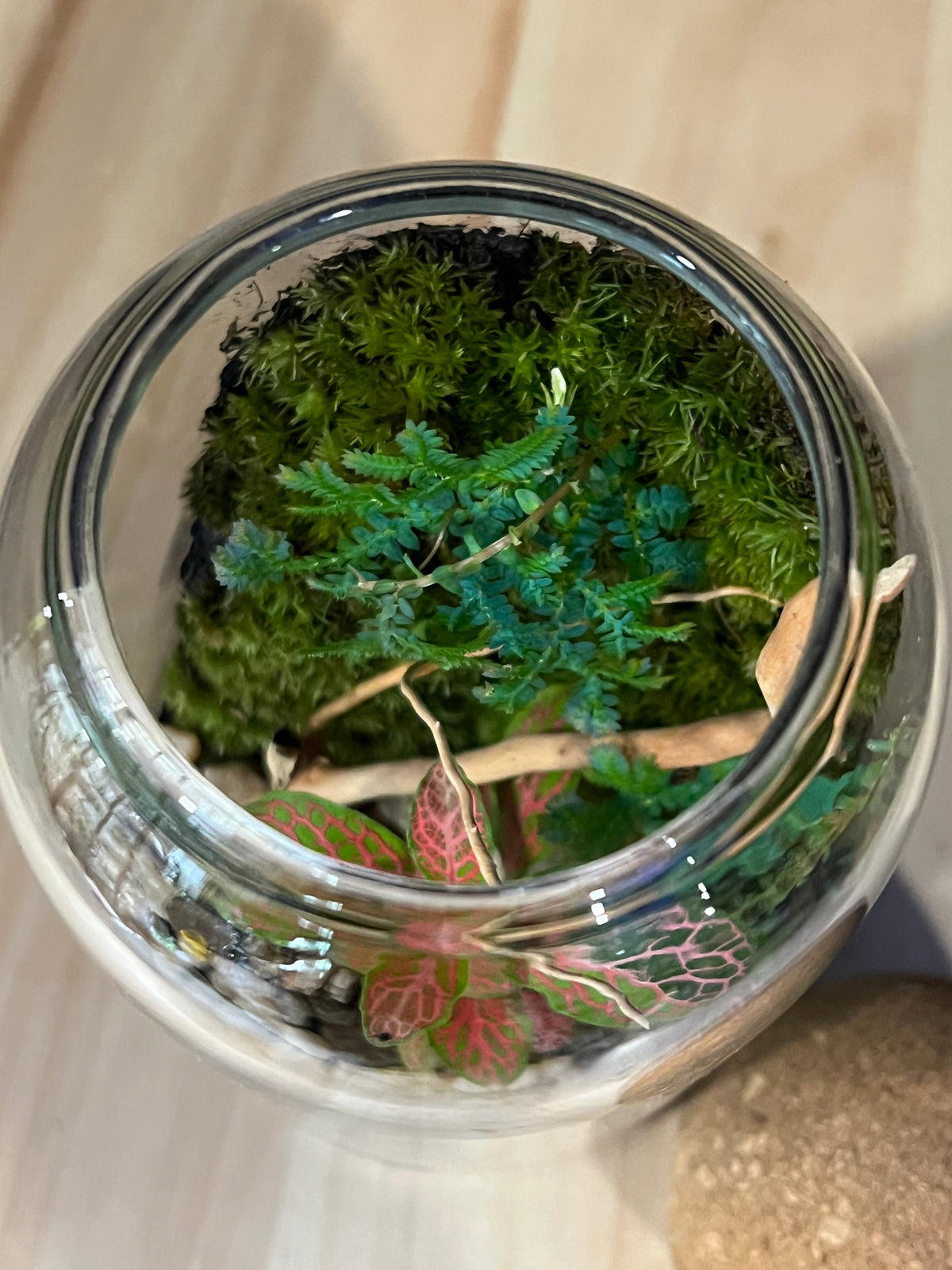 Terrarium 977