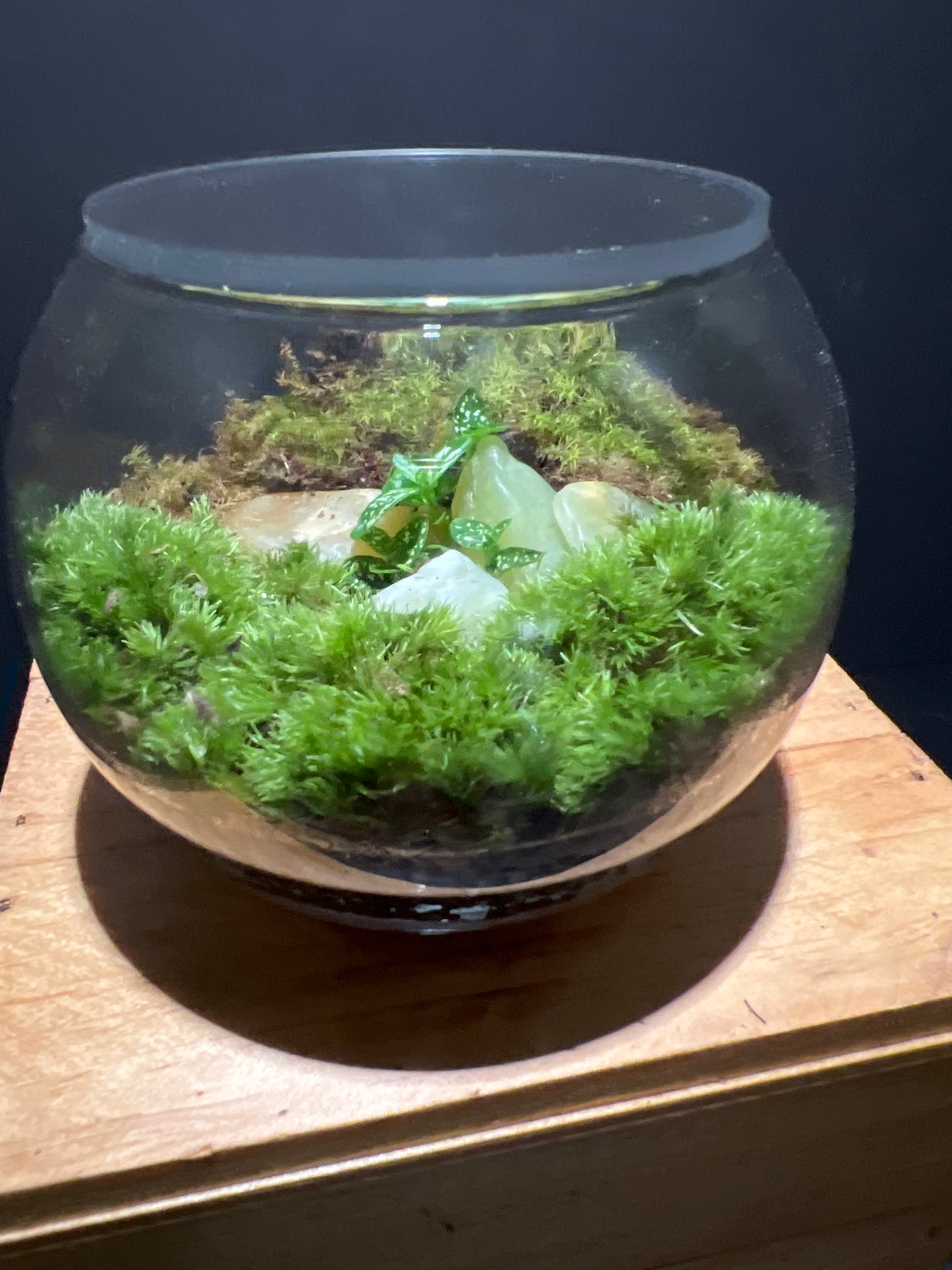 Terrarium #51