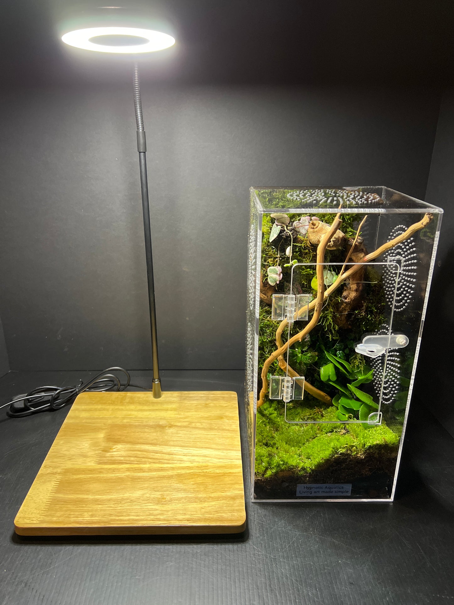 Terrarium 209 Habitat