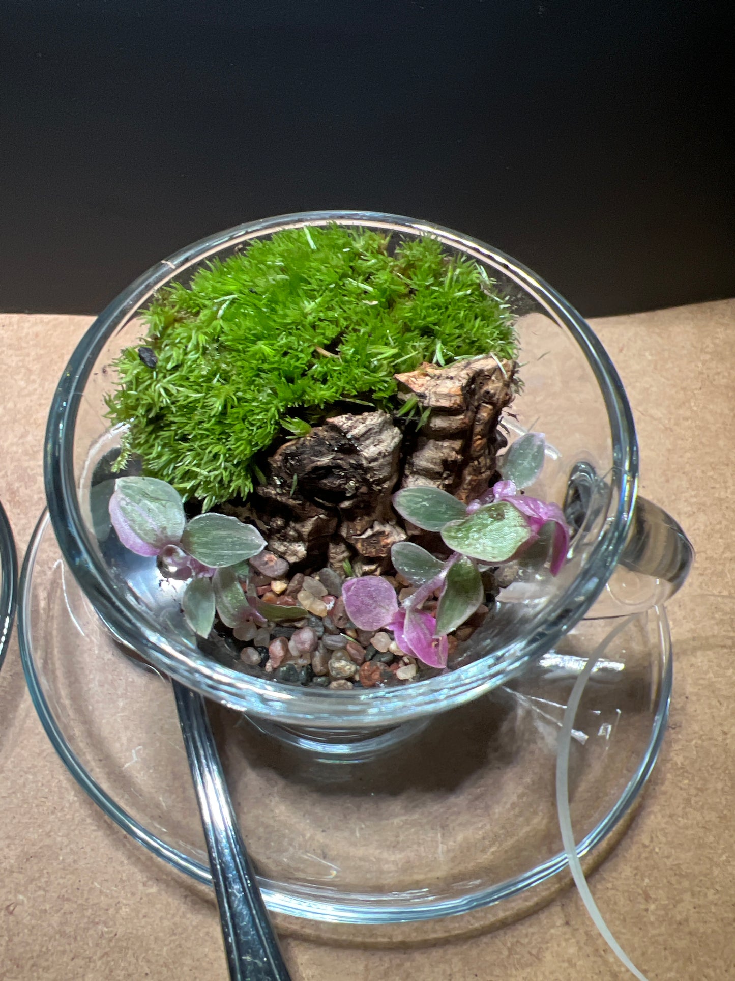 Terrarium 443 (seti)