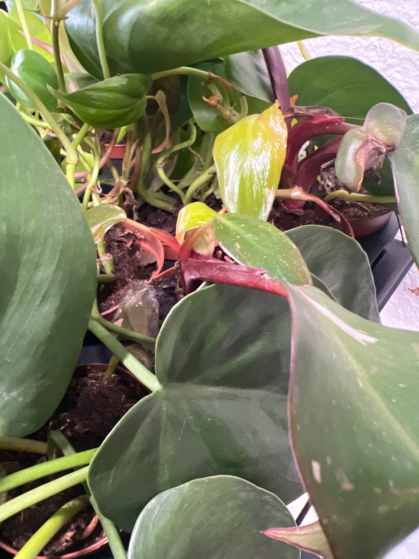 Terrarium Plants: Philodendron Collection