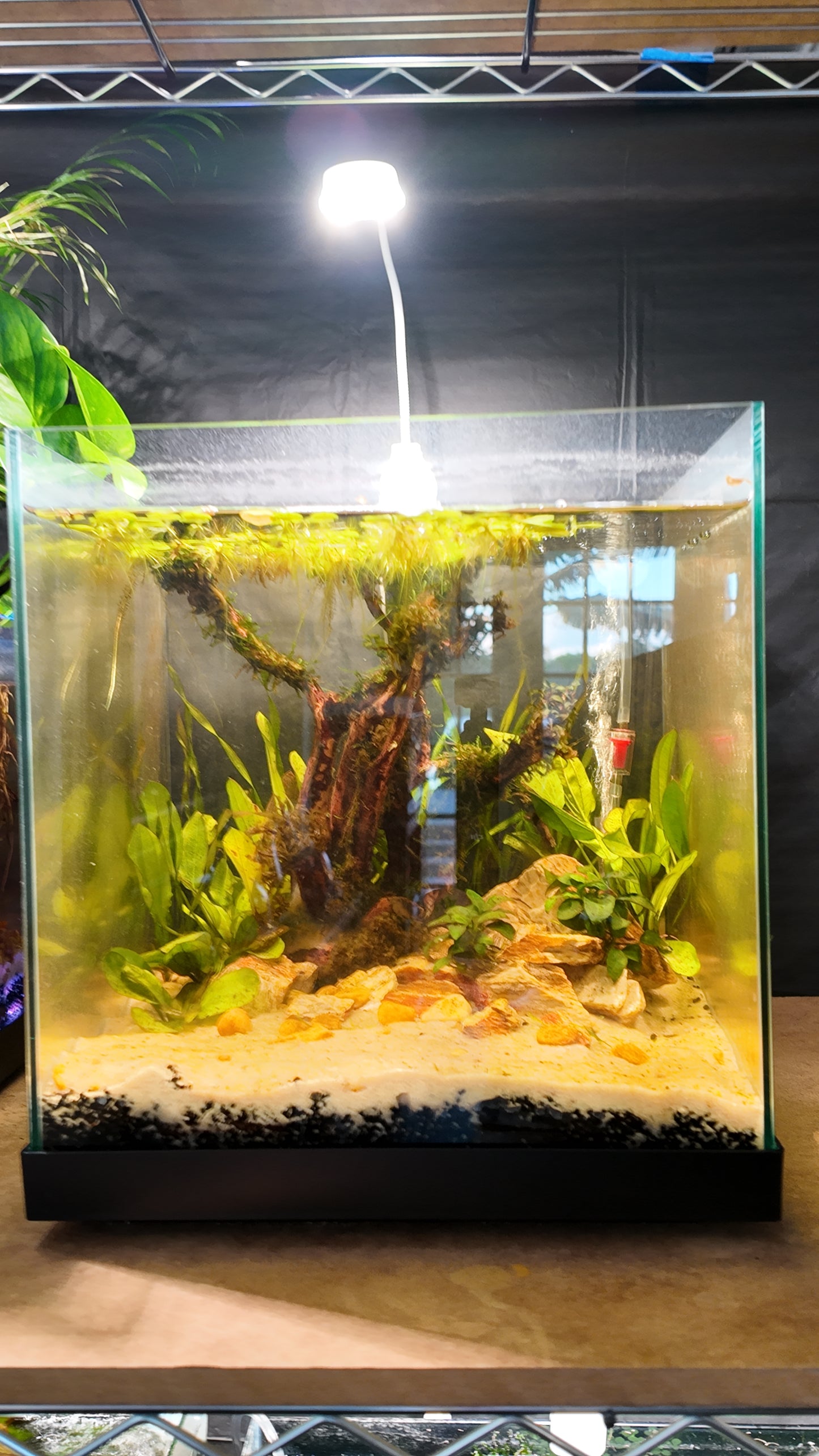 Nano Aquarium: Fallen