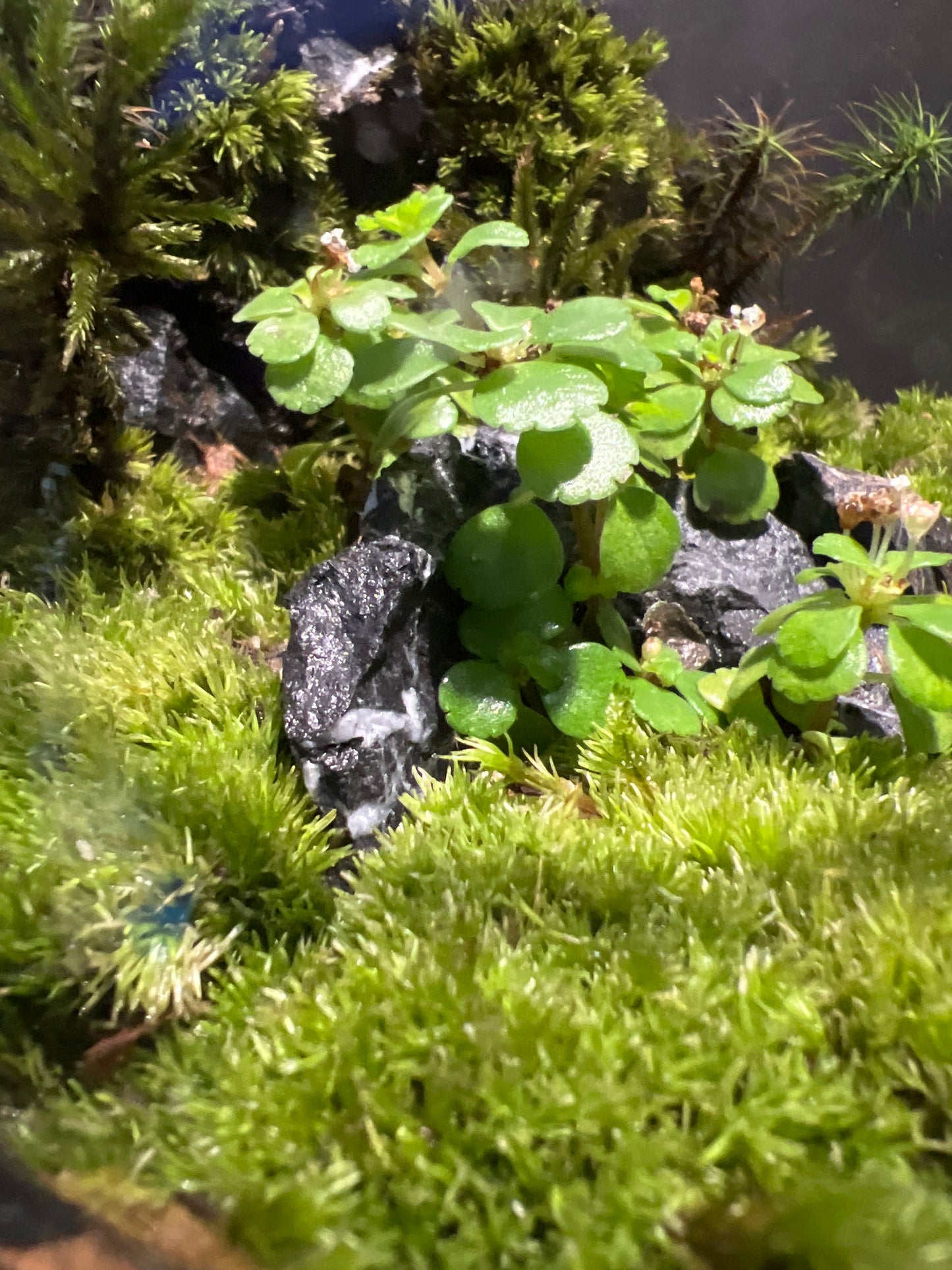 Terrarium #153