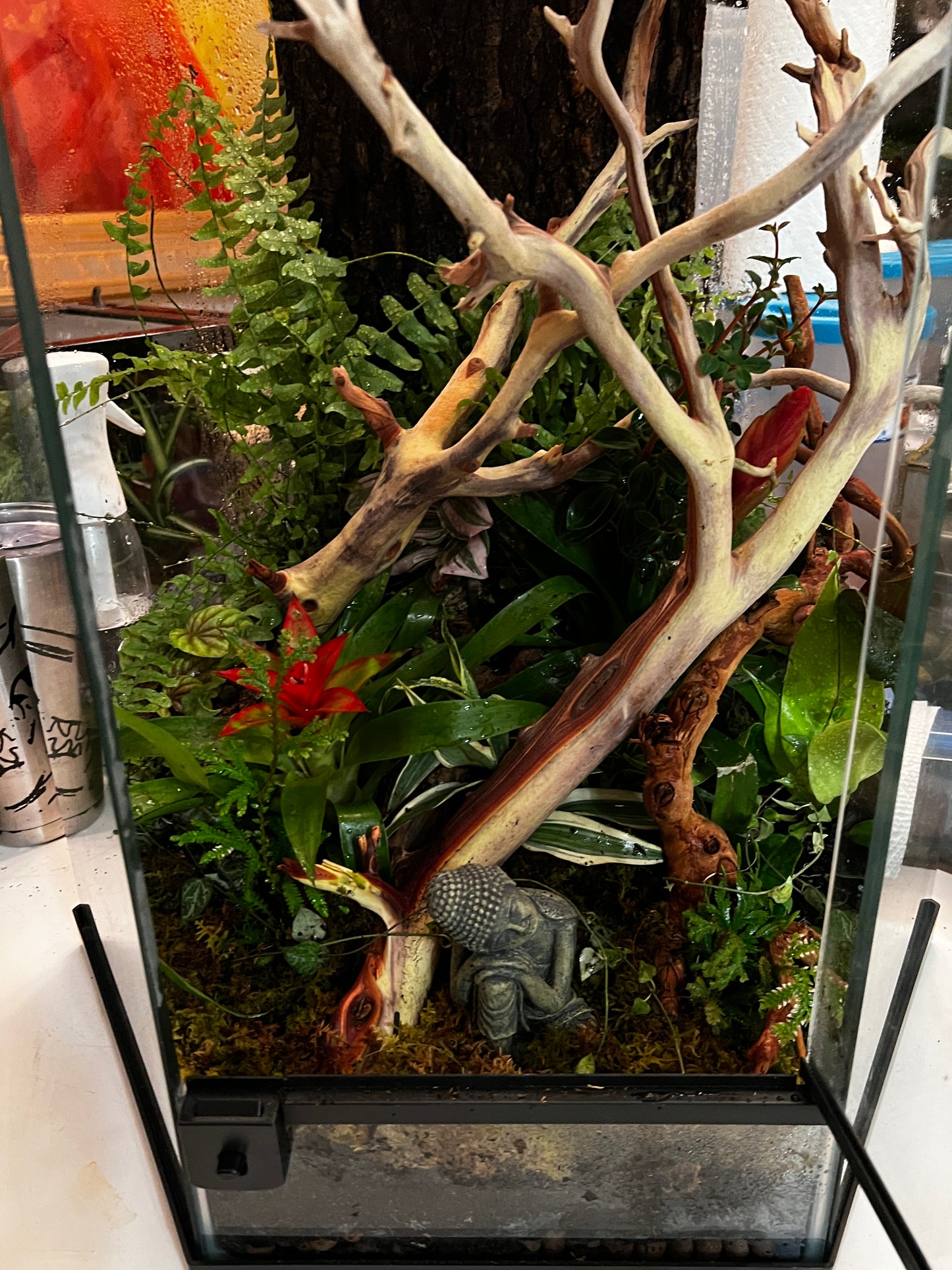Hex Terrarium