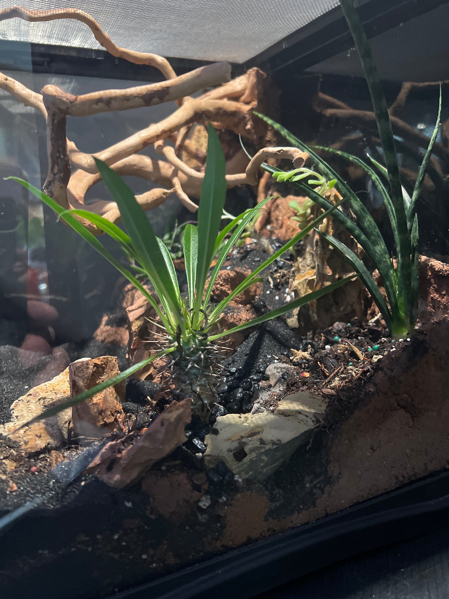 Terrarium 362 Habitat