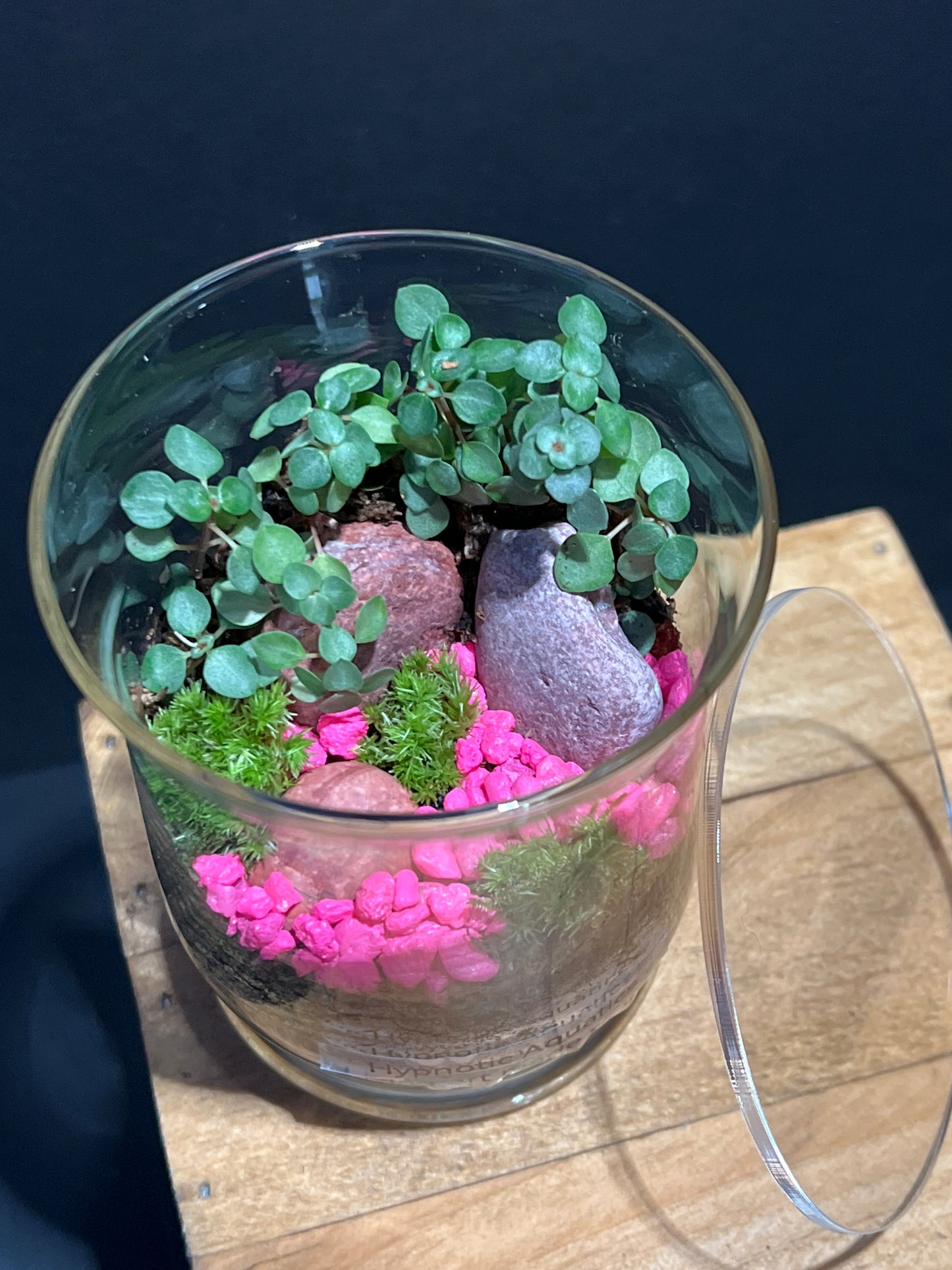 Terrarium #140