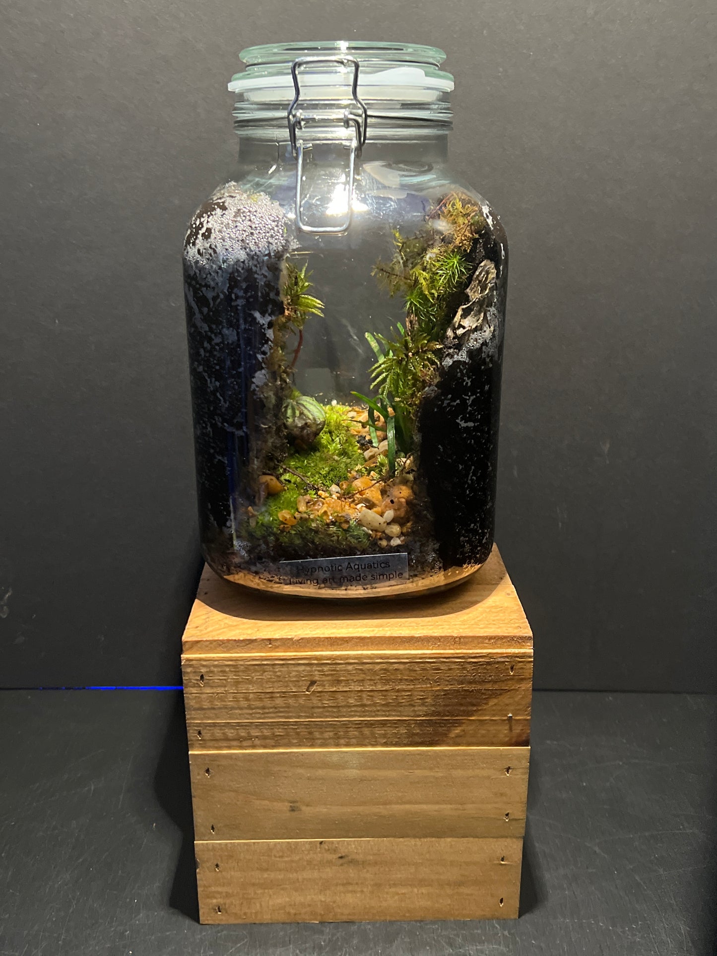 Terrarium #109