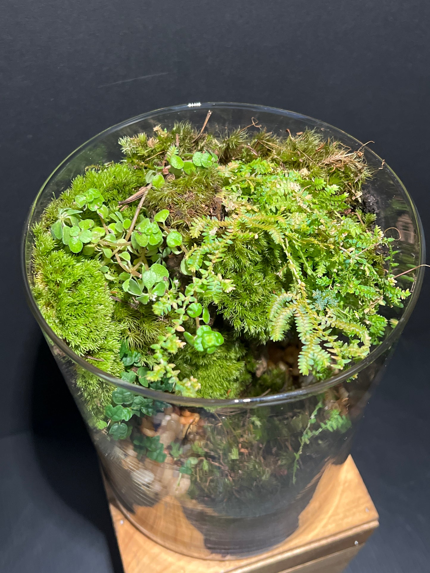 Terrarium #114