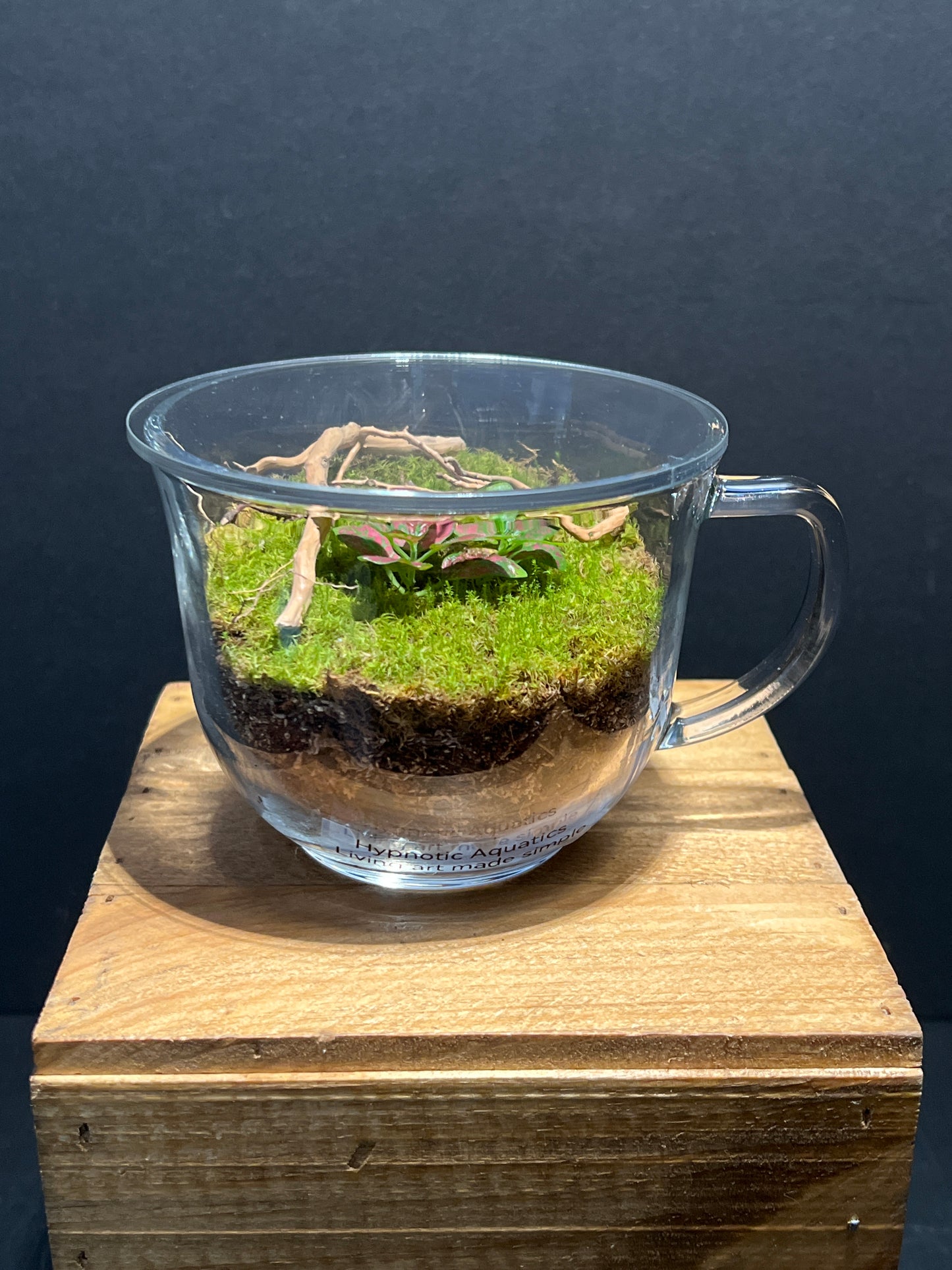 Terrarium #138