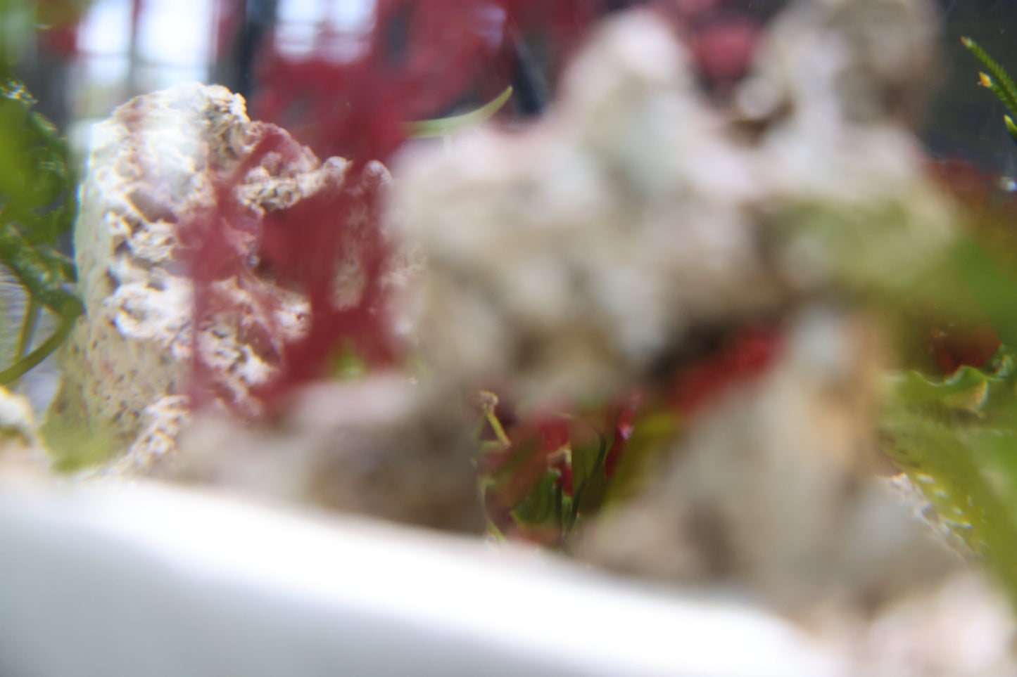 Saltwater Nano Aquariums