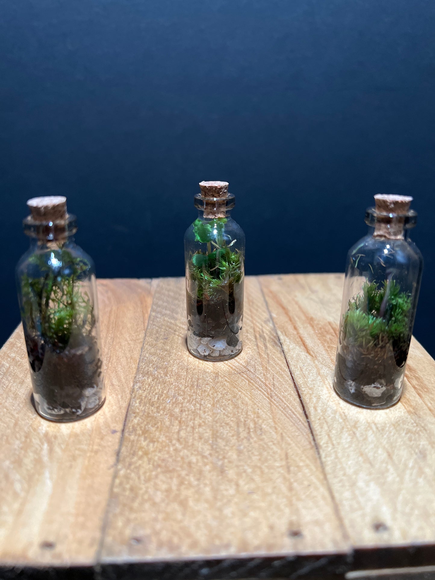 Terrarium #69