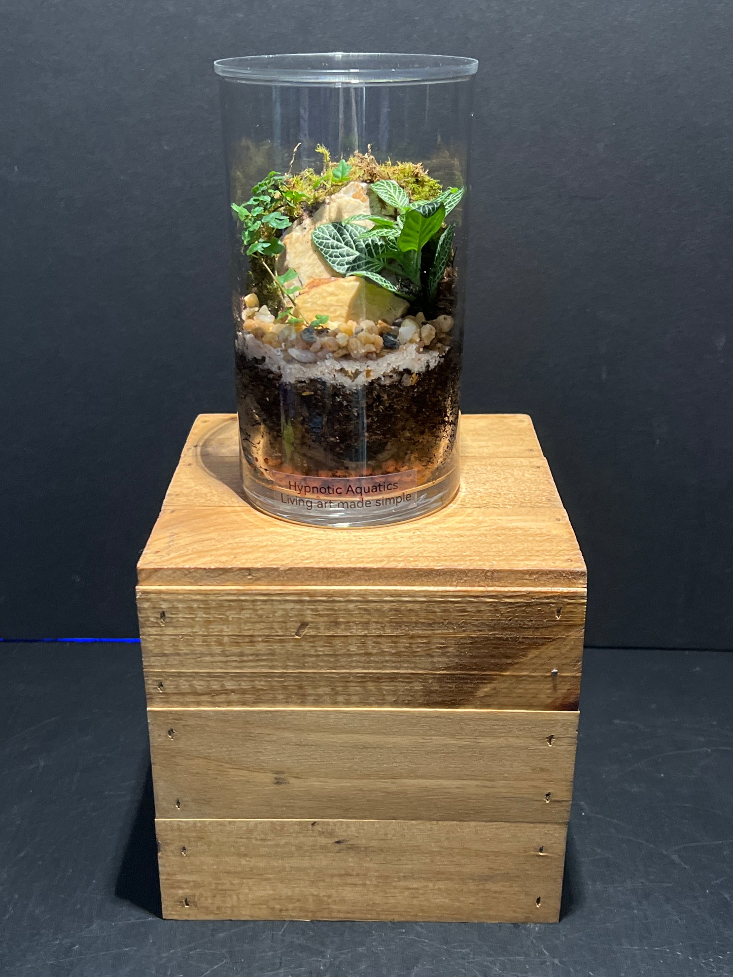 Terrarium #119