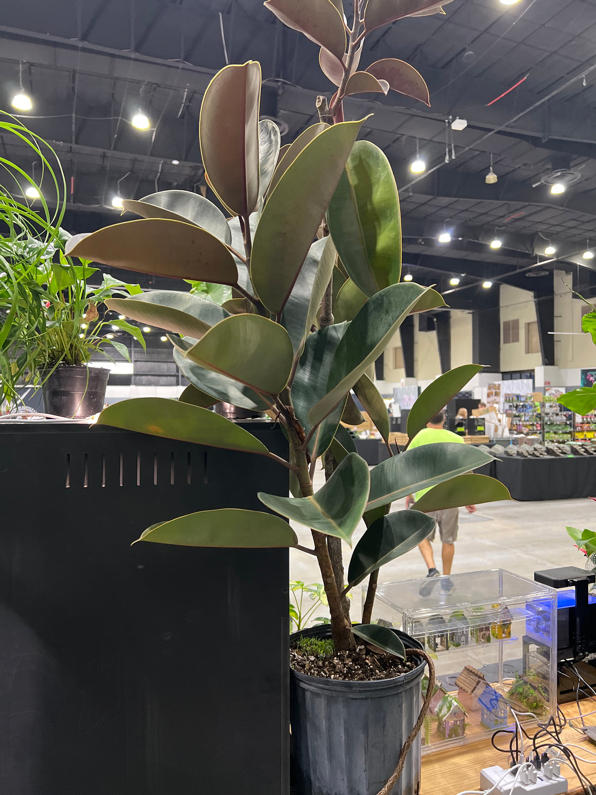 Live Plants: Large Ficus Rubber Plant