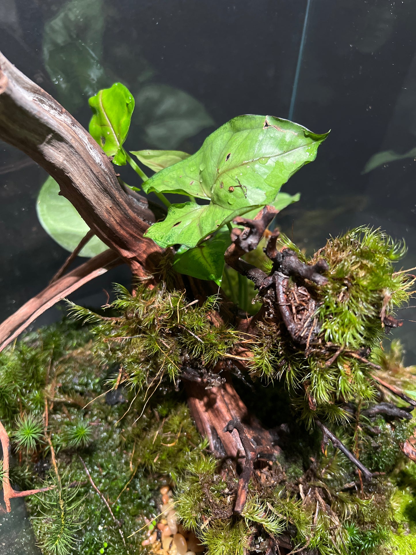 Terrarium #29