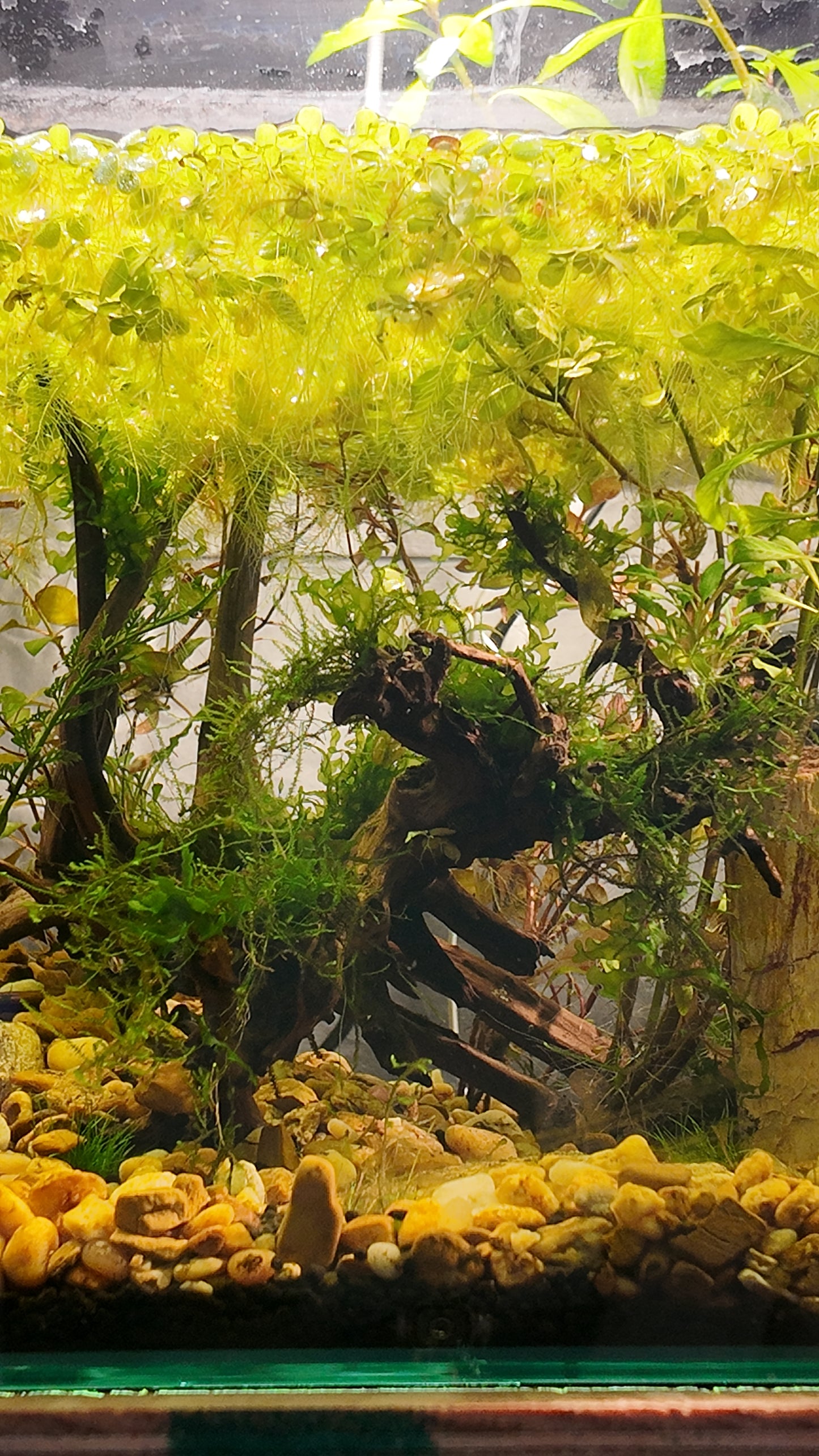 Nano Aquarium: The Edge