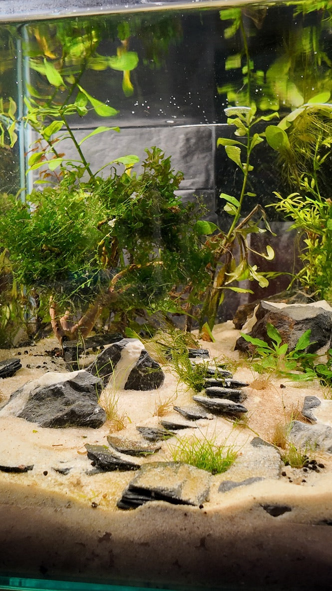 Nano Aquarium: The Steps