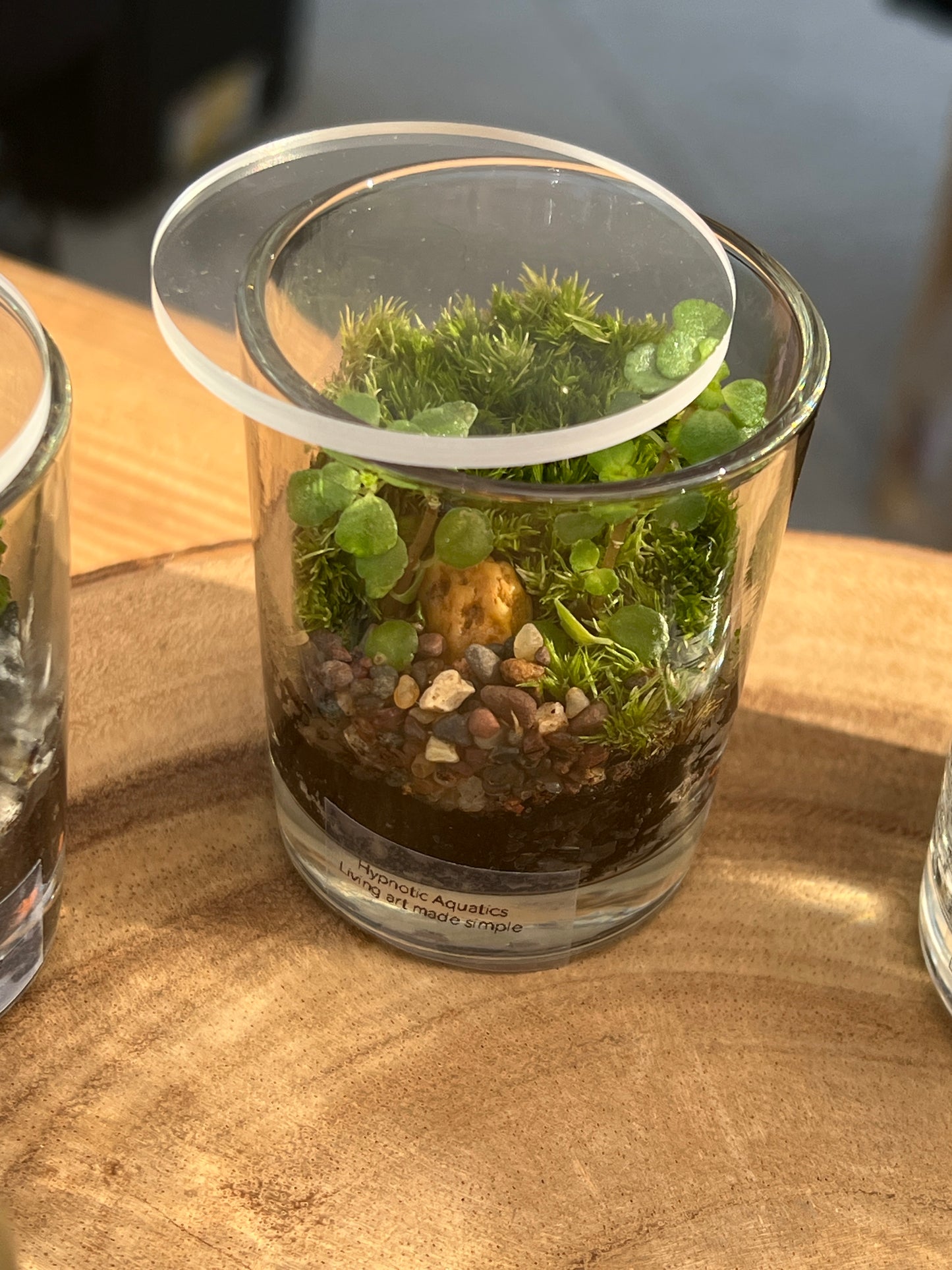 Terrarium 871