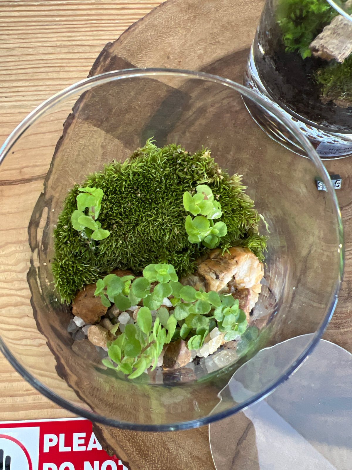 Terrarium 945