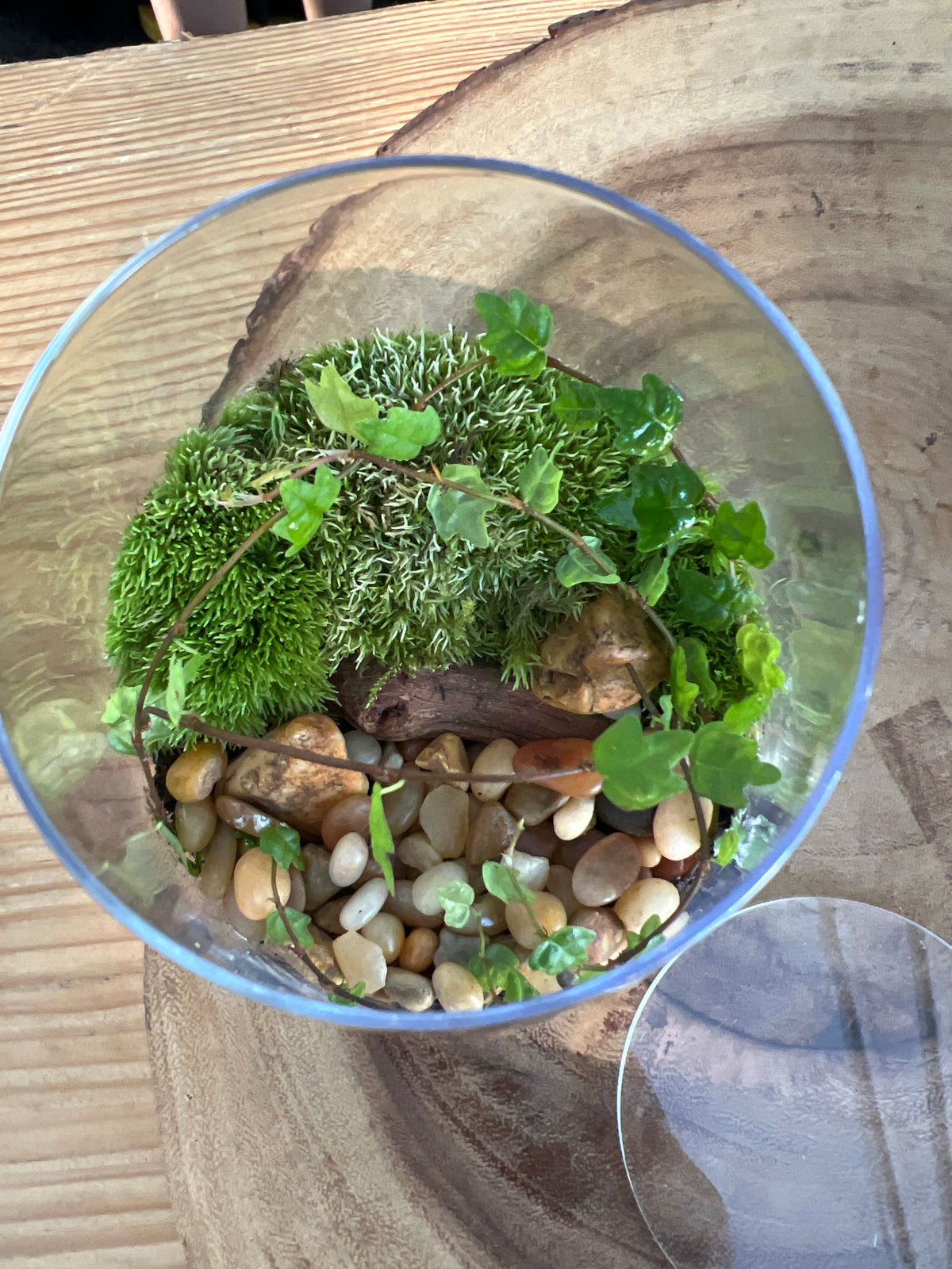Terrarium 940