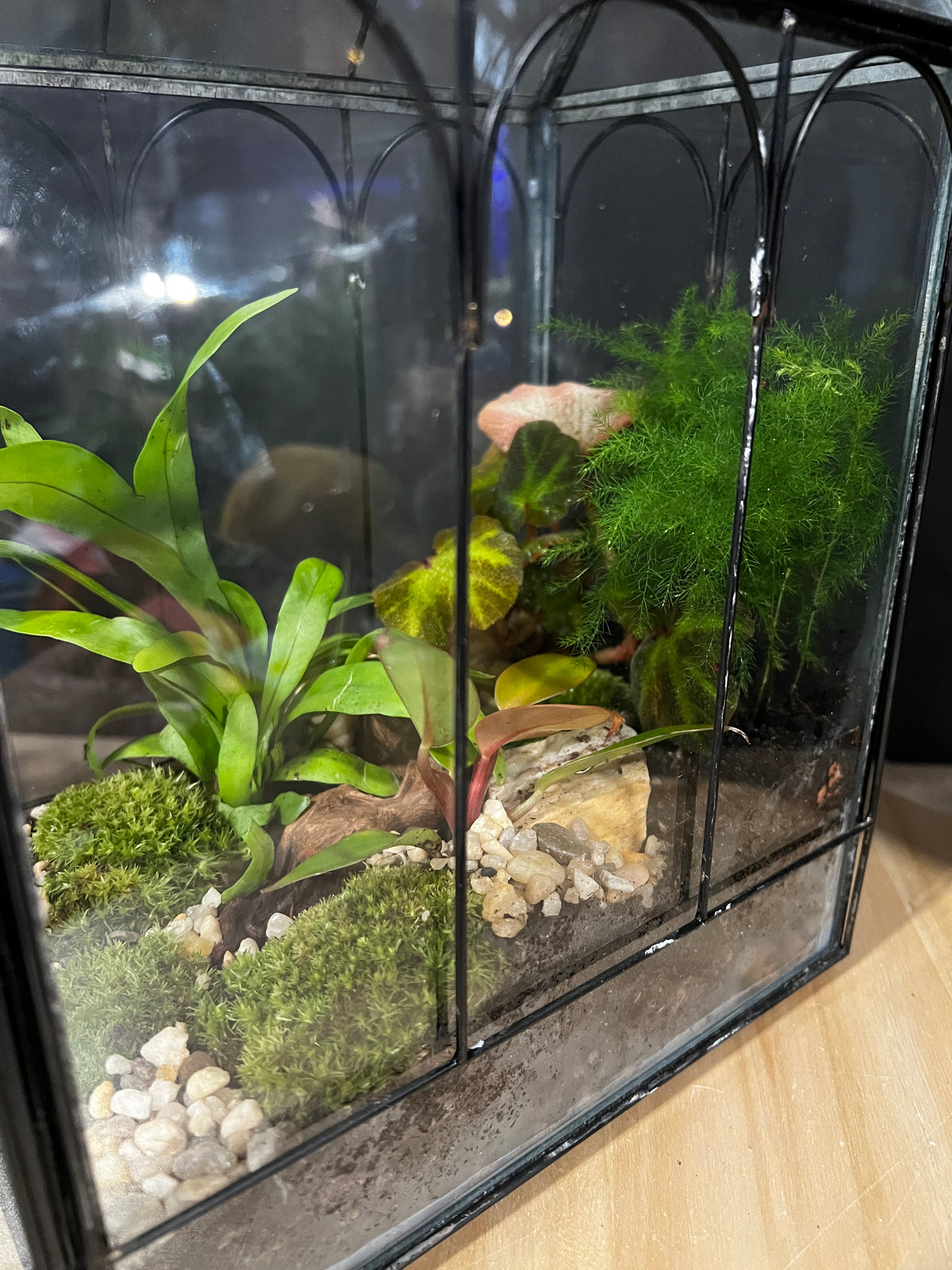 Terrarium 990