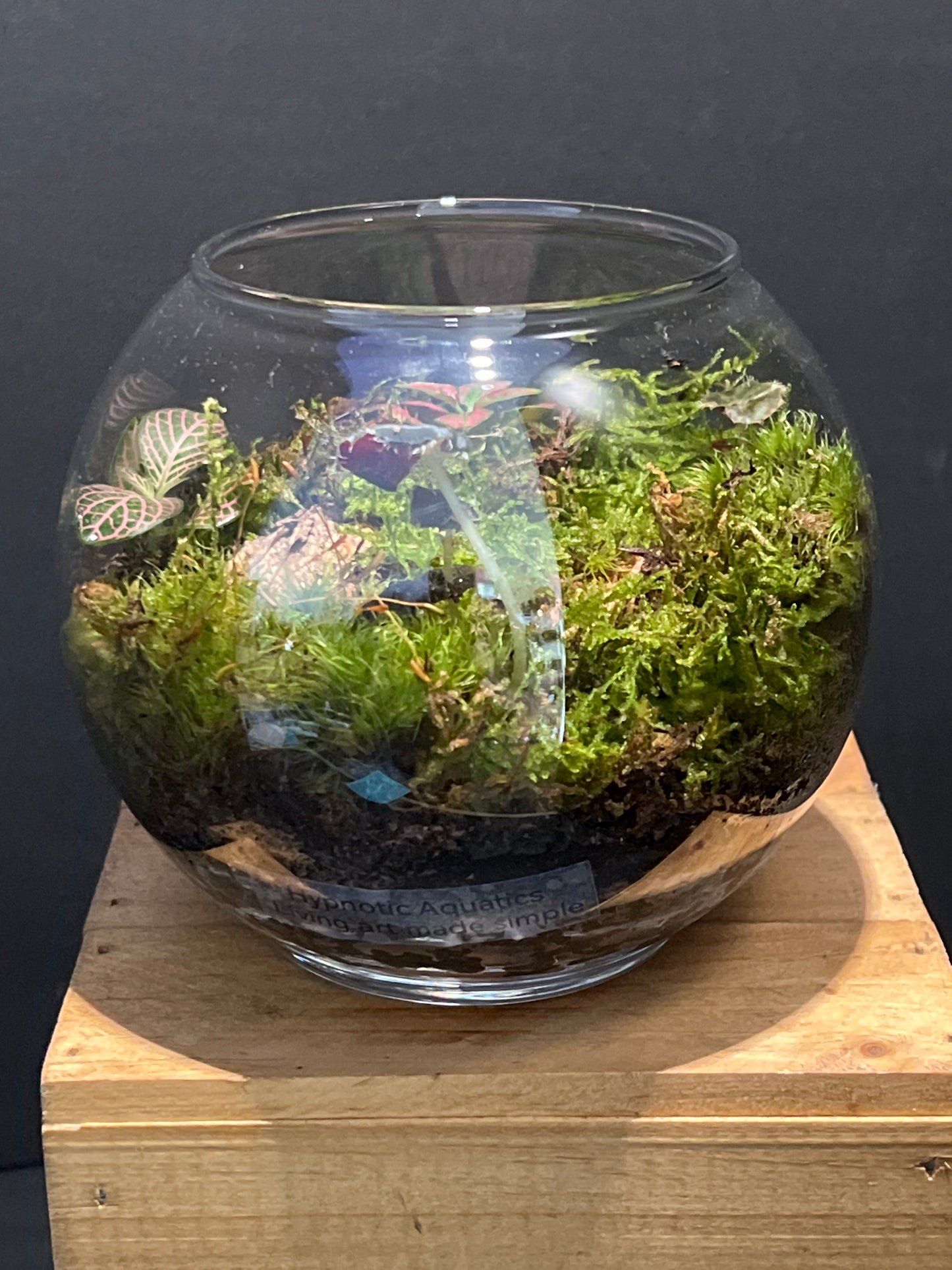 Terrarium 195