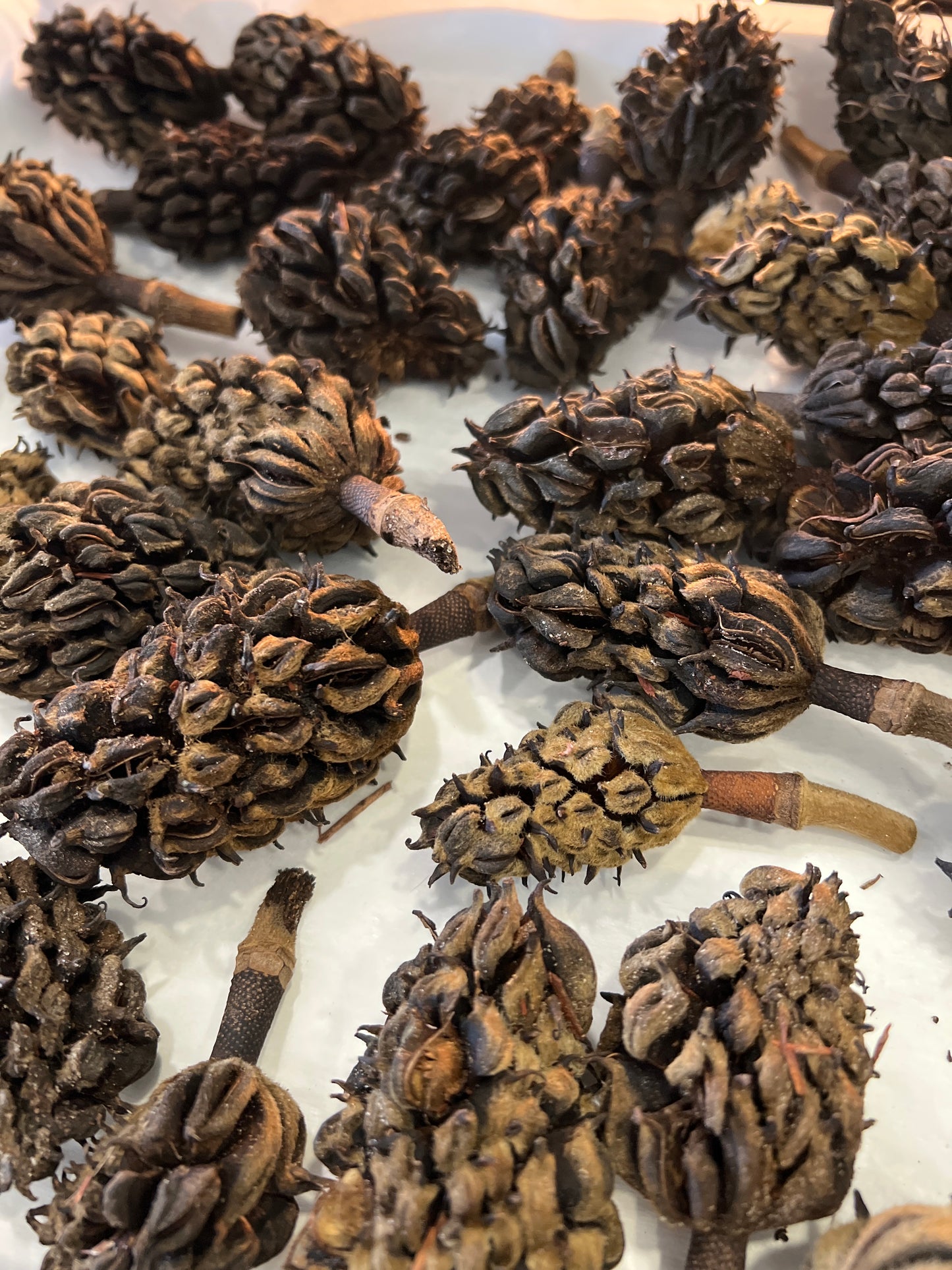 Magnolia Seed Pods