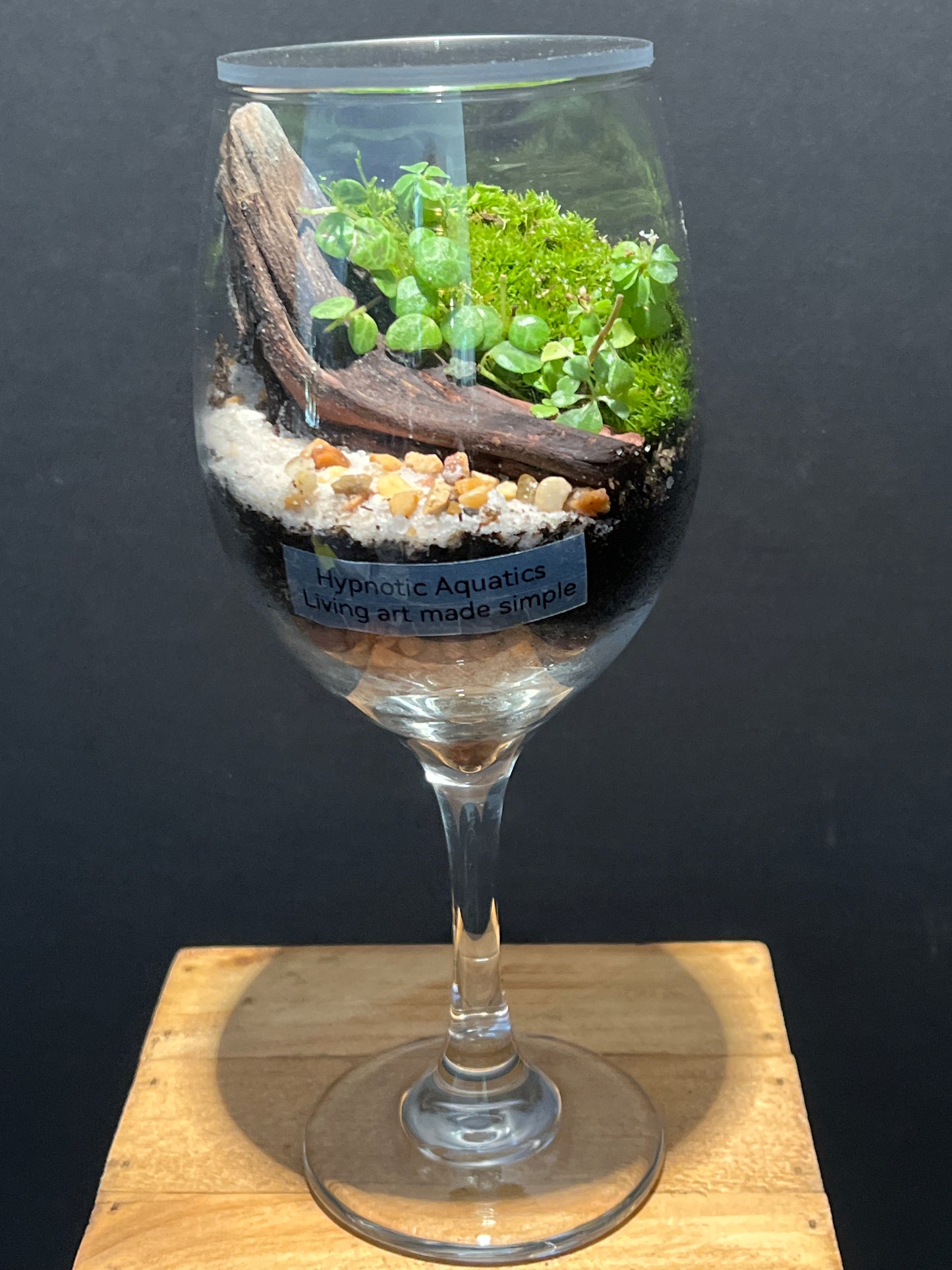Terrarium #113