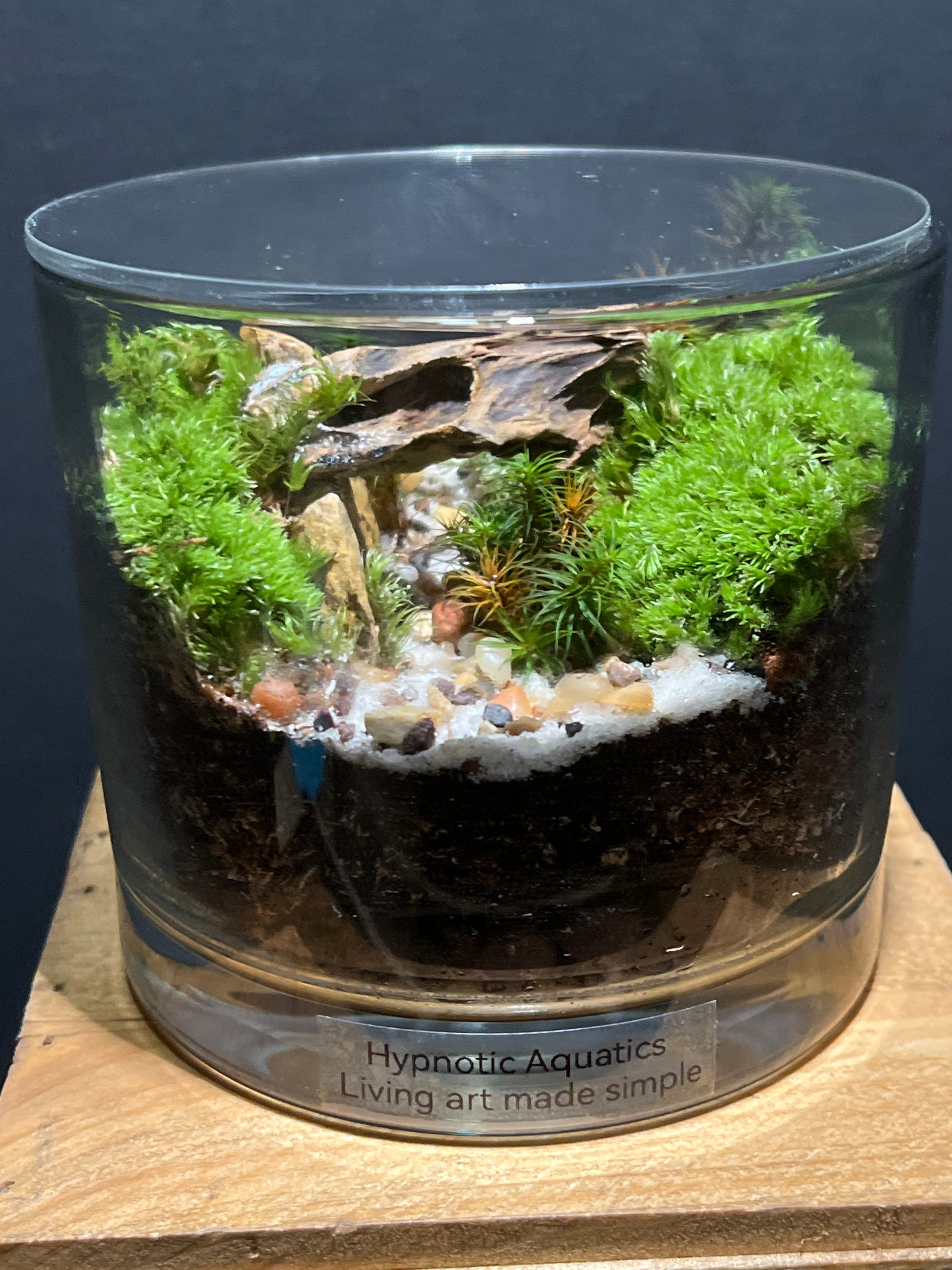 Terrarium #101