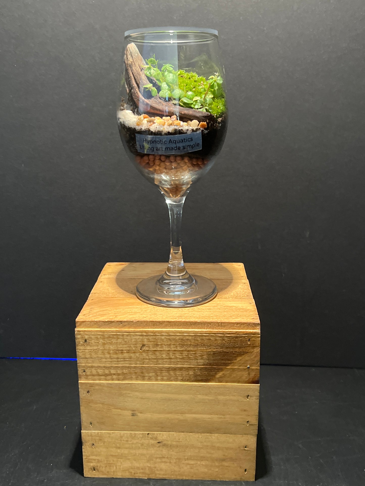 Terrarium #113