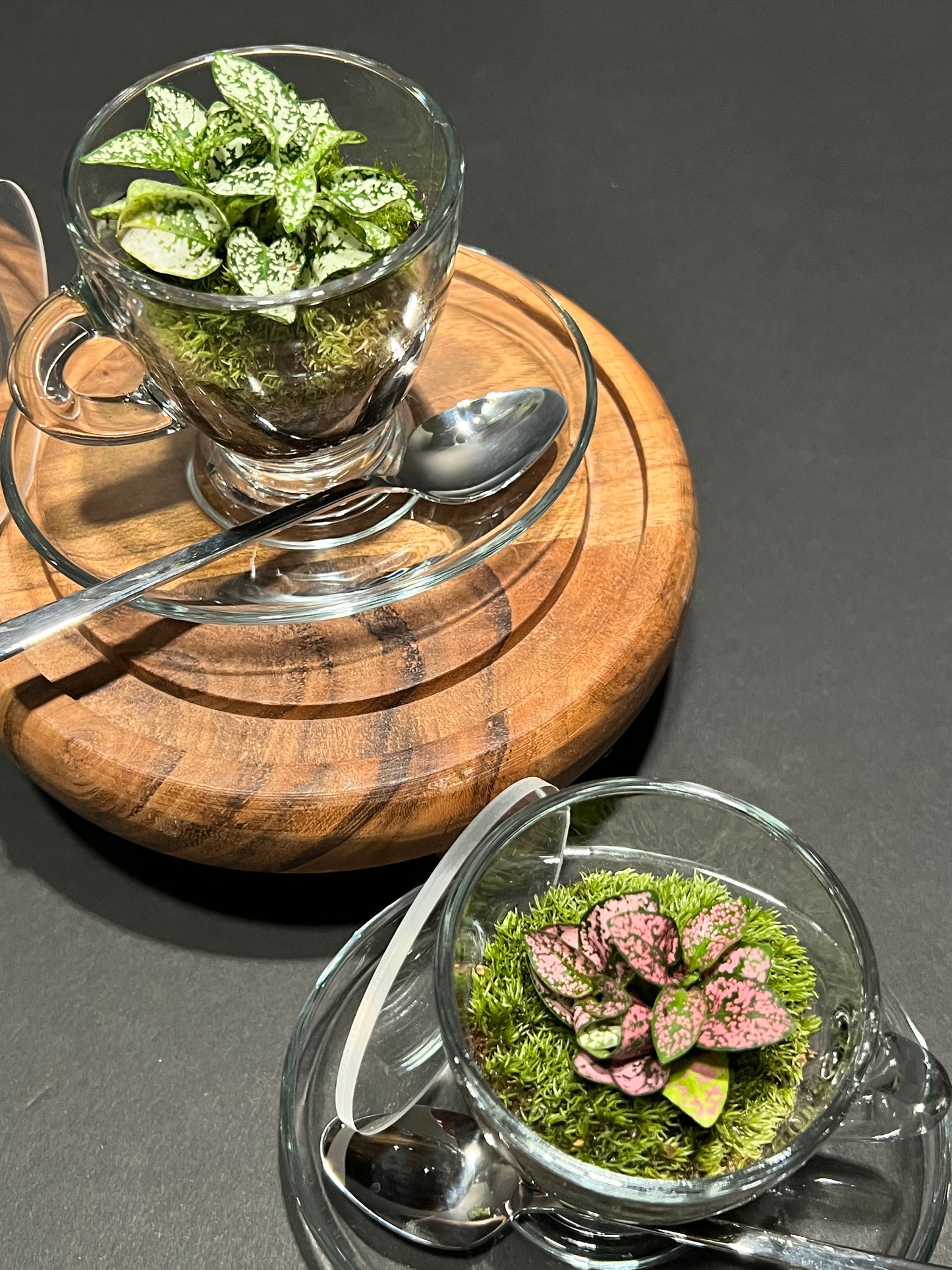 Terrarium 363 (set of 2 cups/saucer/spoon)