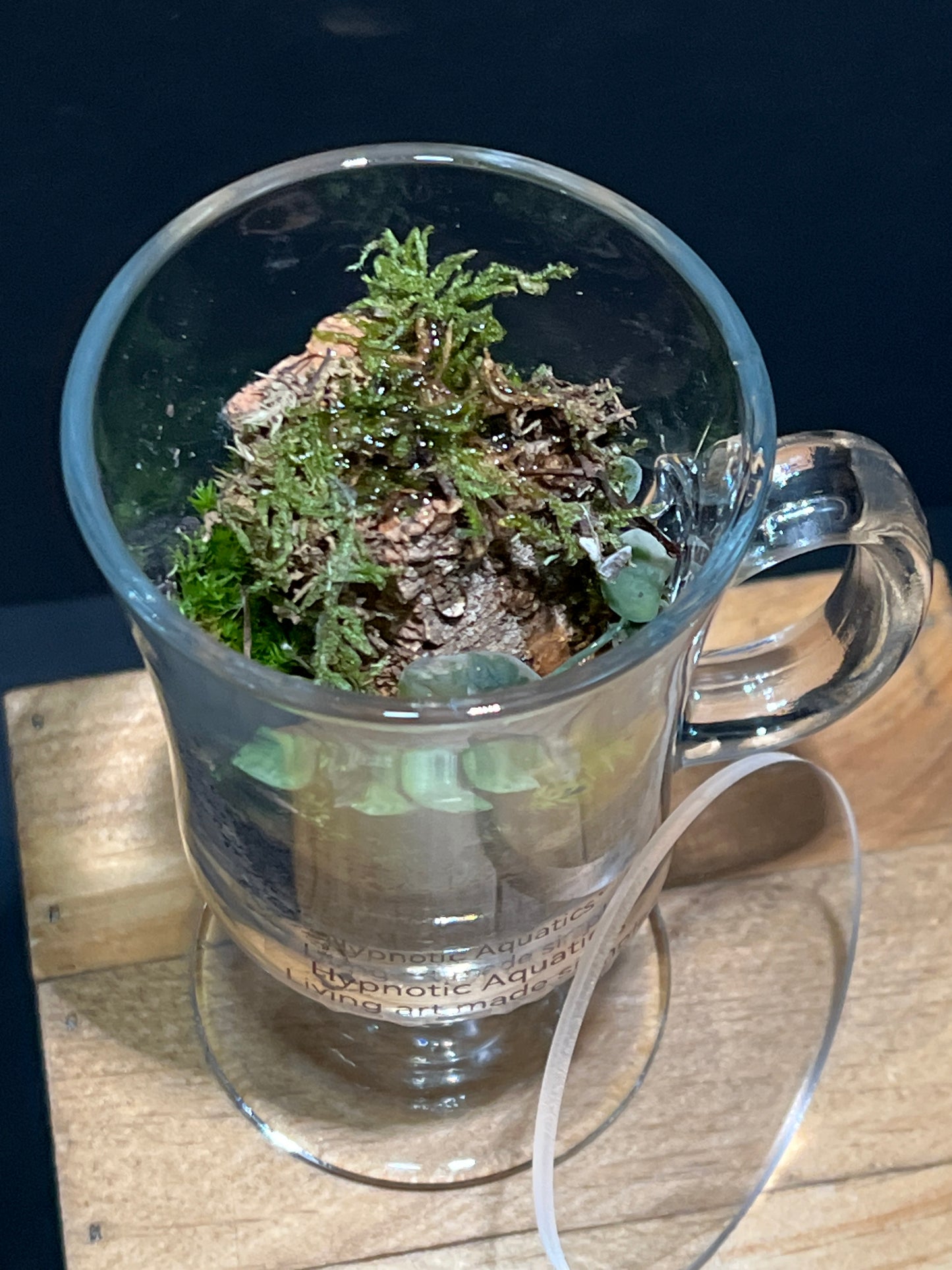 Terrarium 229