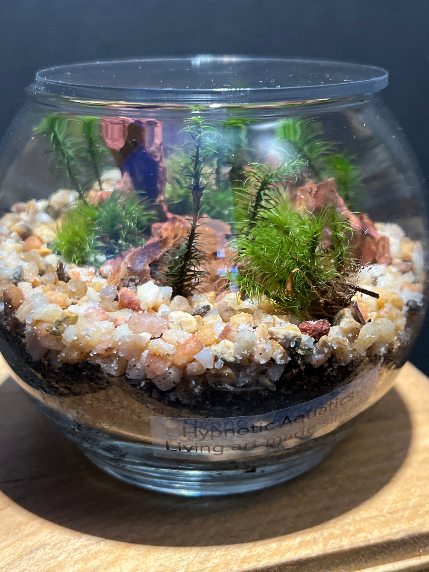 Terrarium #105