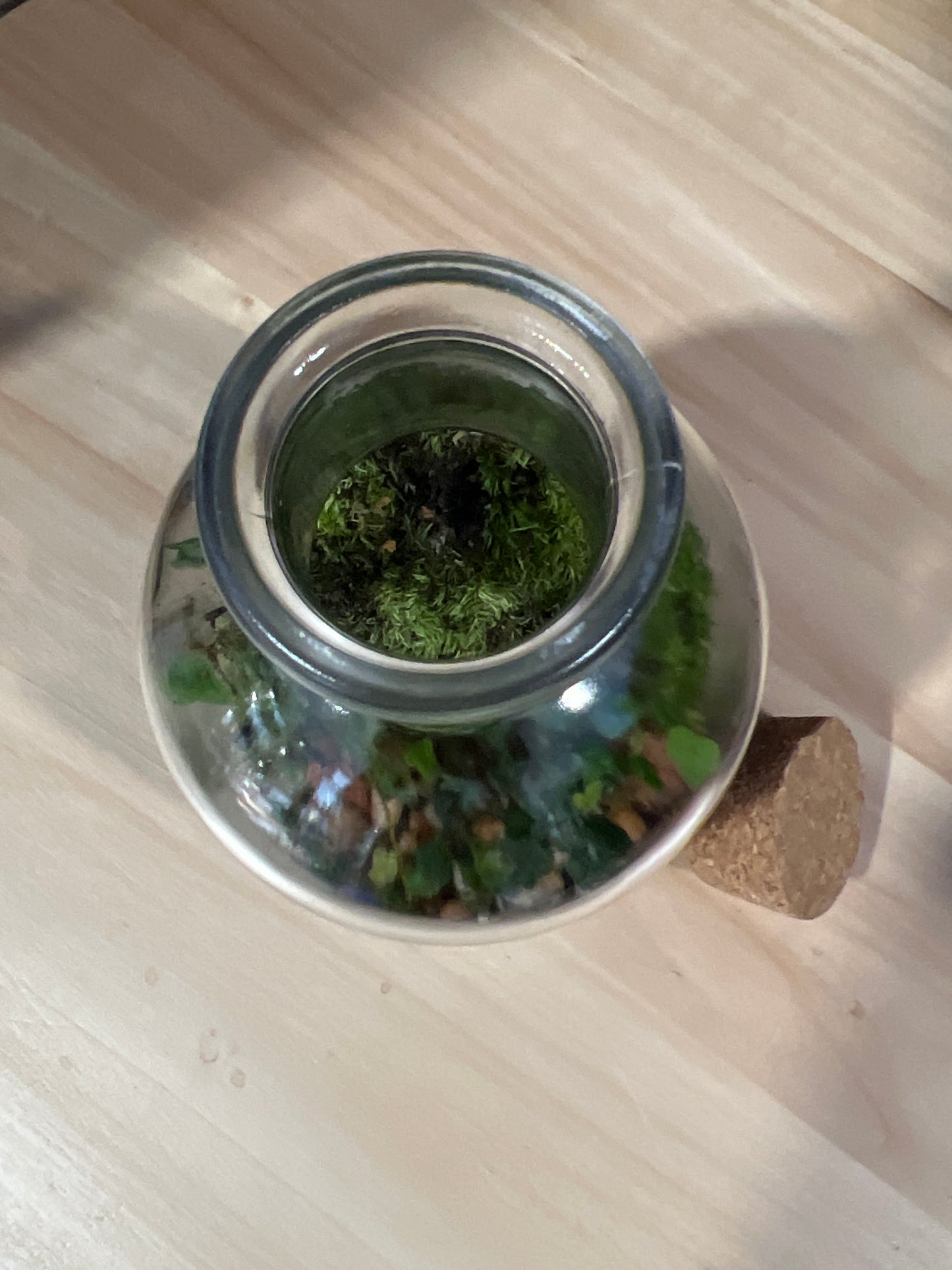 Terrarium 727