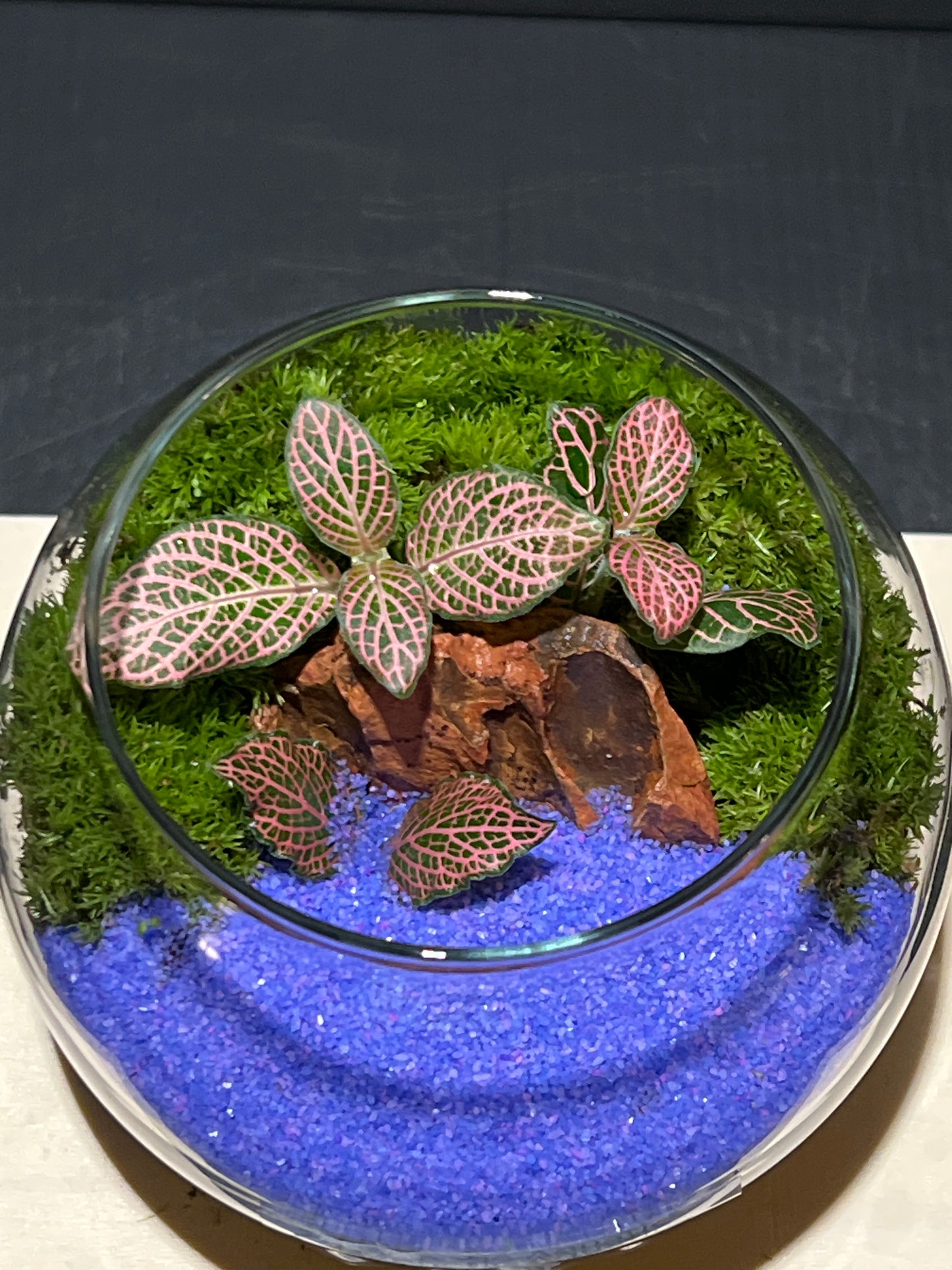 Terrarium 232