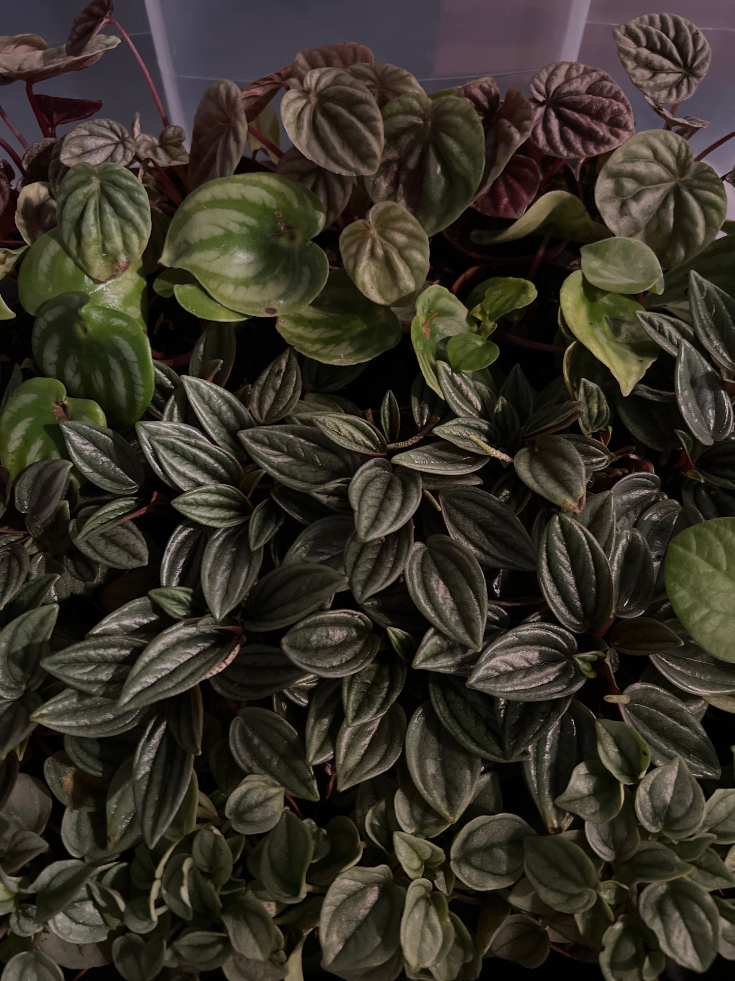 Live Plants: Peperomia Mix